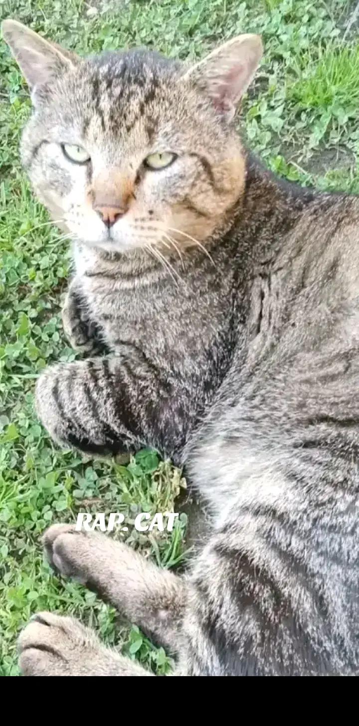 @RAP CAT
