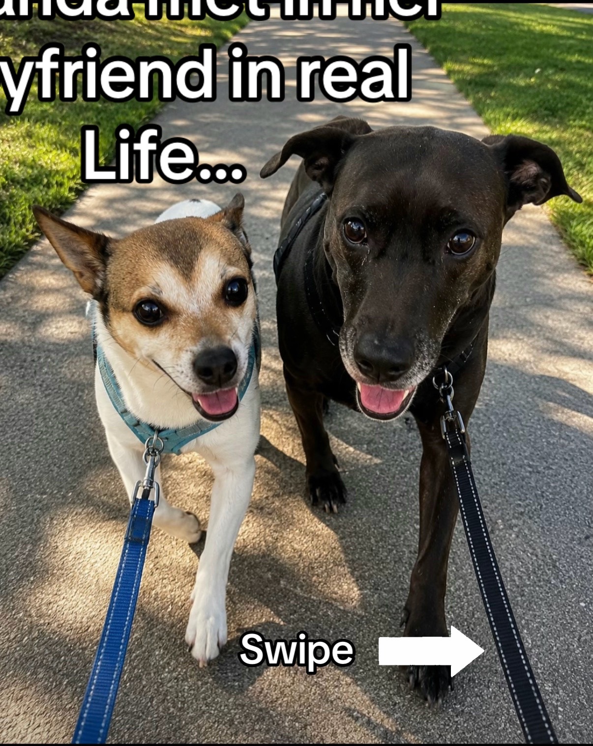 @Luna The Doberman