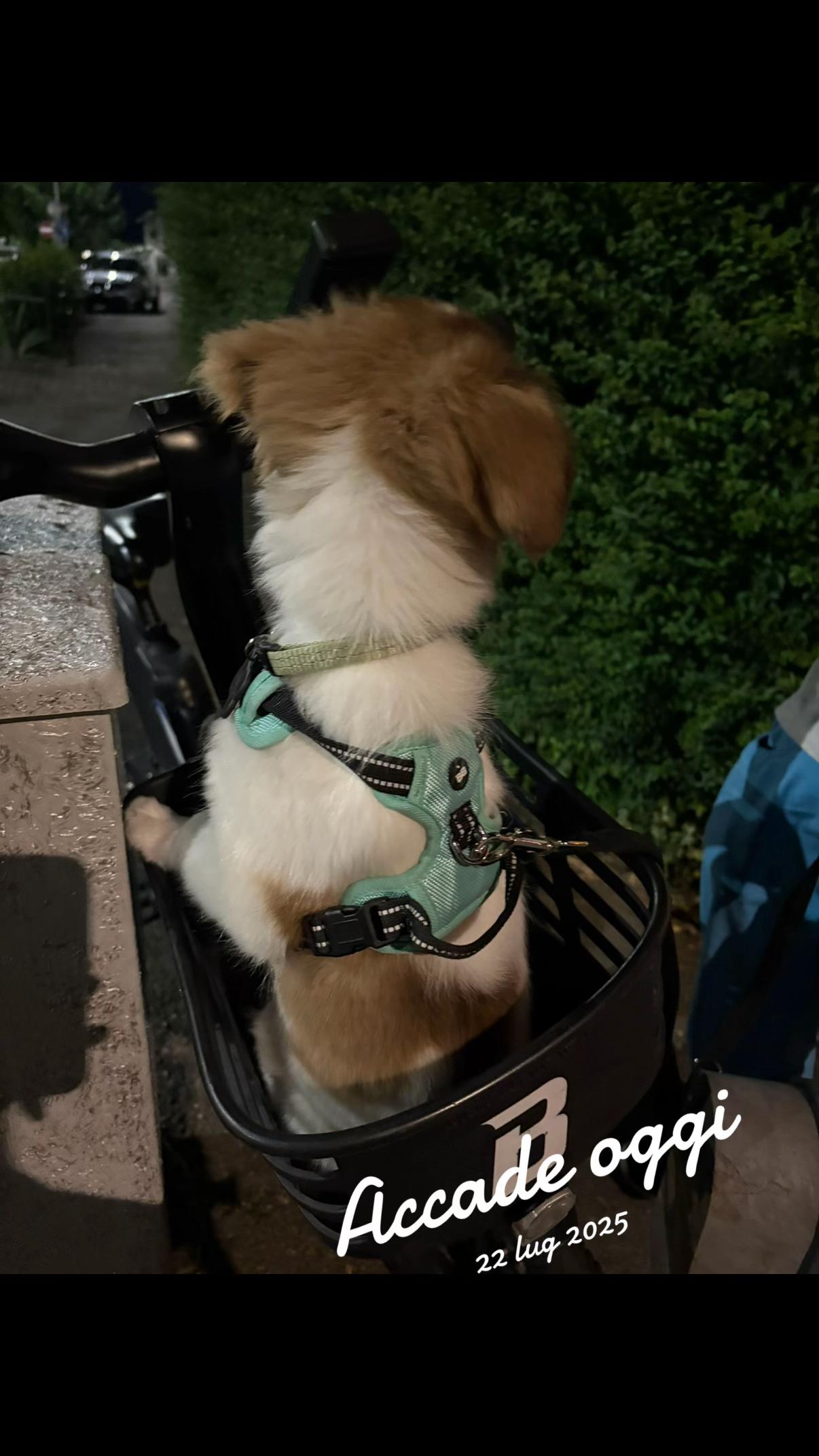 @Viktoria & Ice 🐶&hearts;️