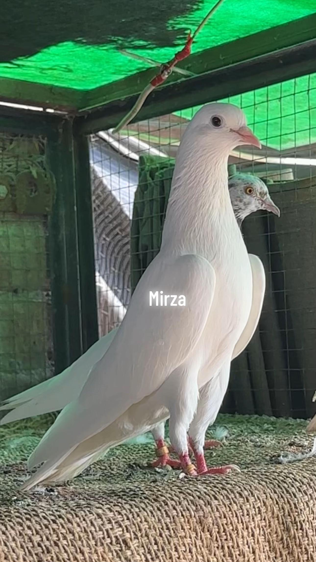 @Mirza Yar Mirza Yar