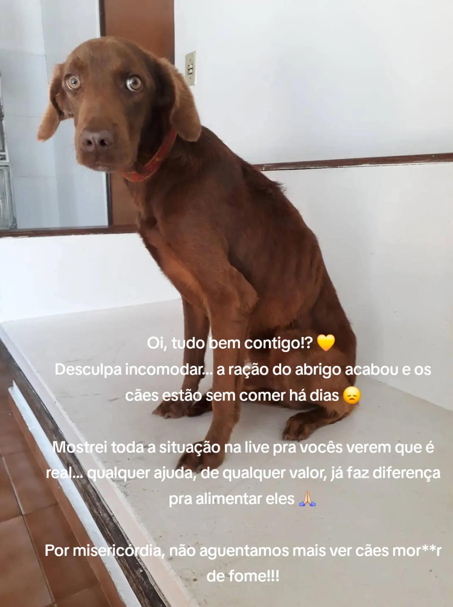 @Proteção Patas