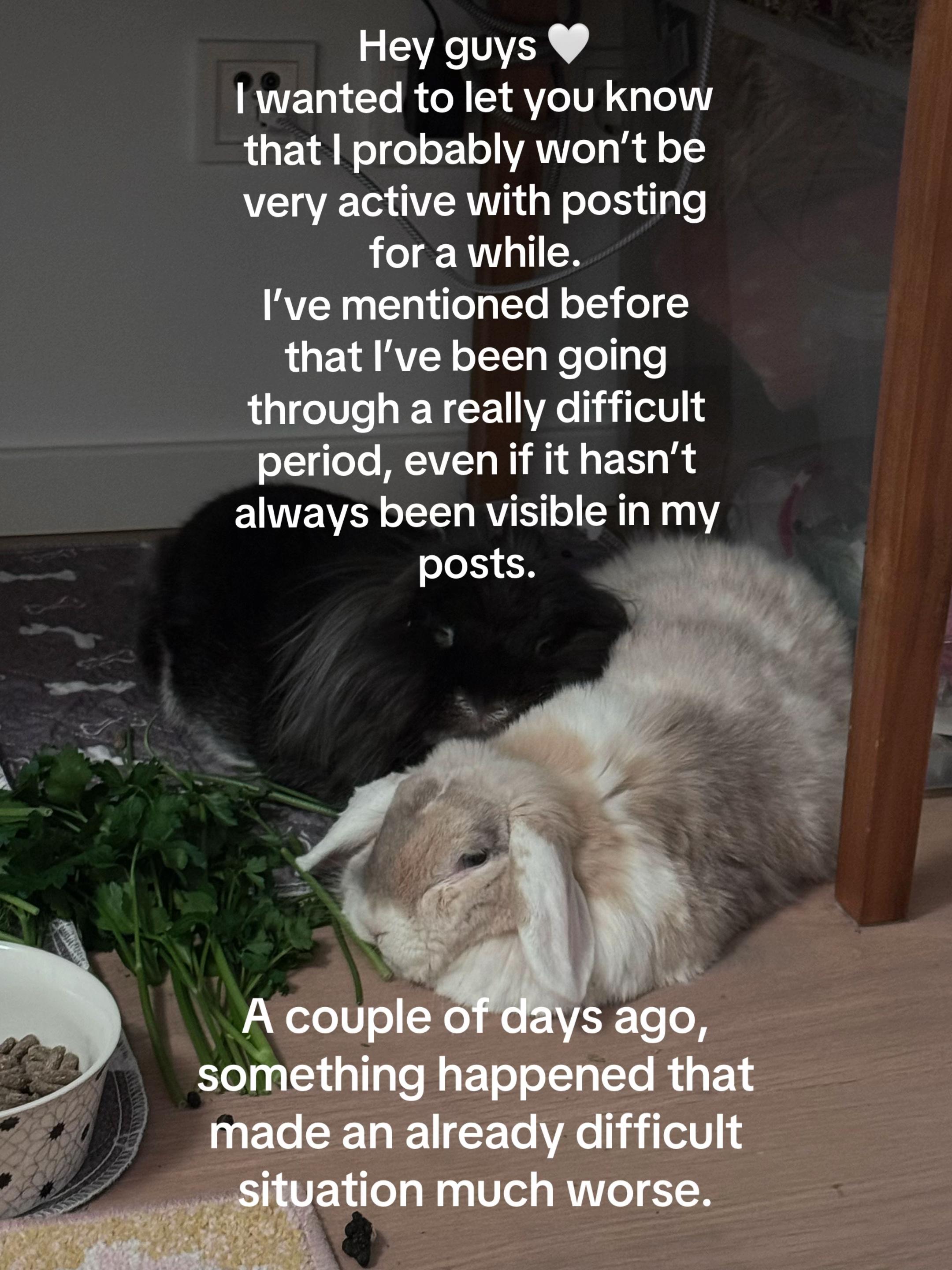 @Buns 🐰🐰