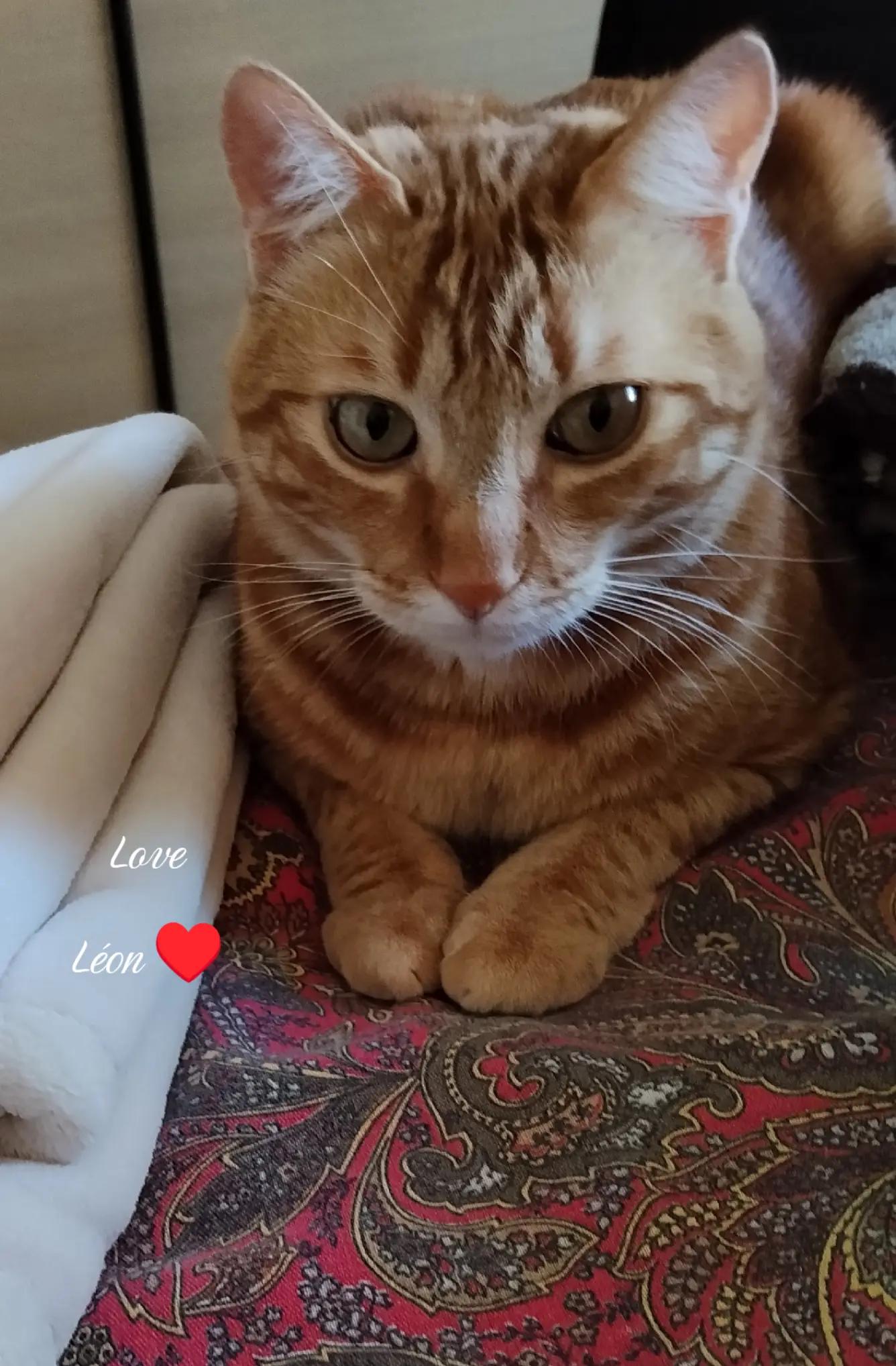 @Rossana♥️Billy♥️ Léon ♥️