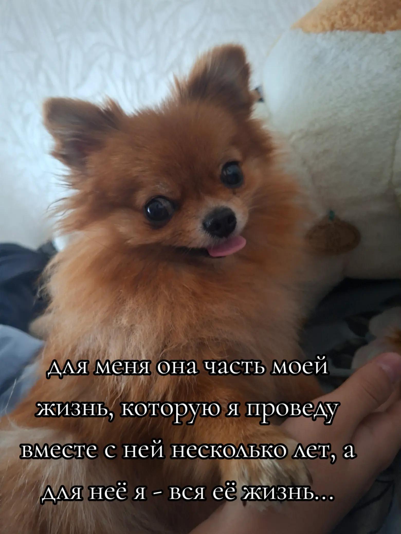 @didgik