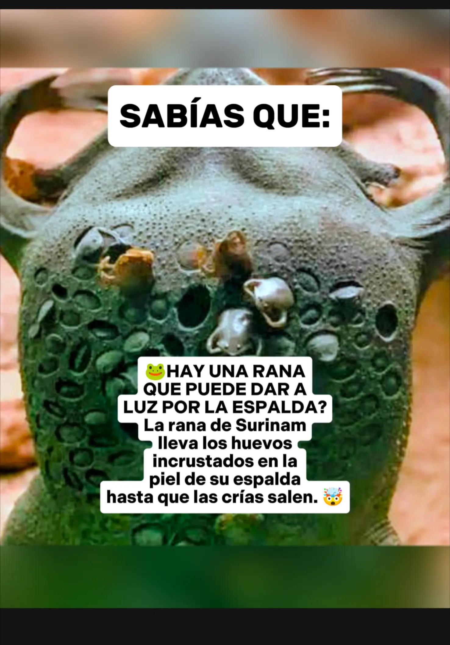 @CLUB DE ANIMALES