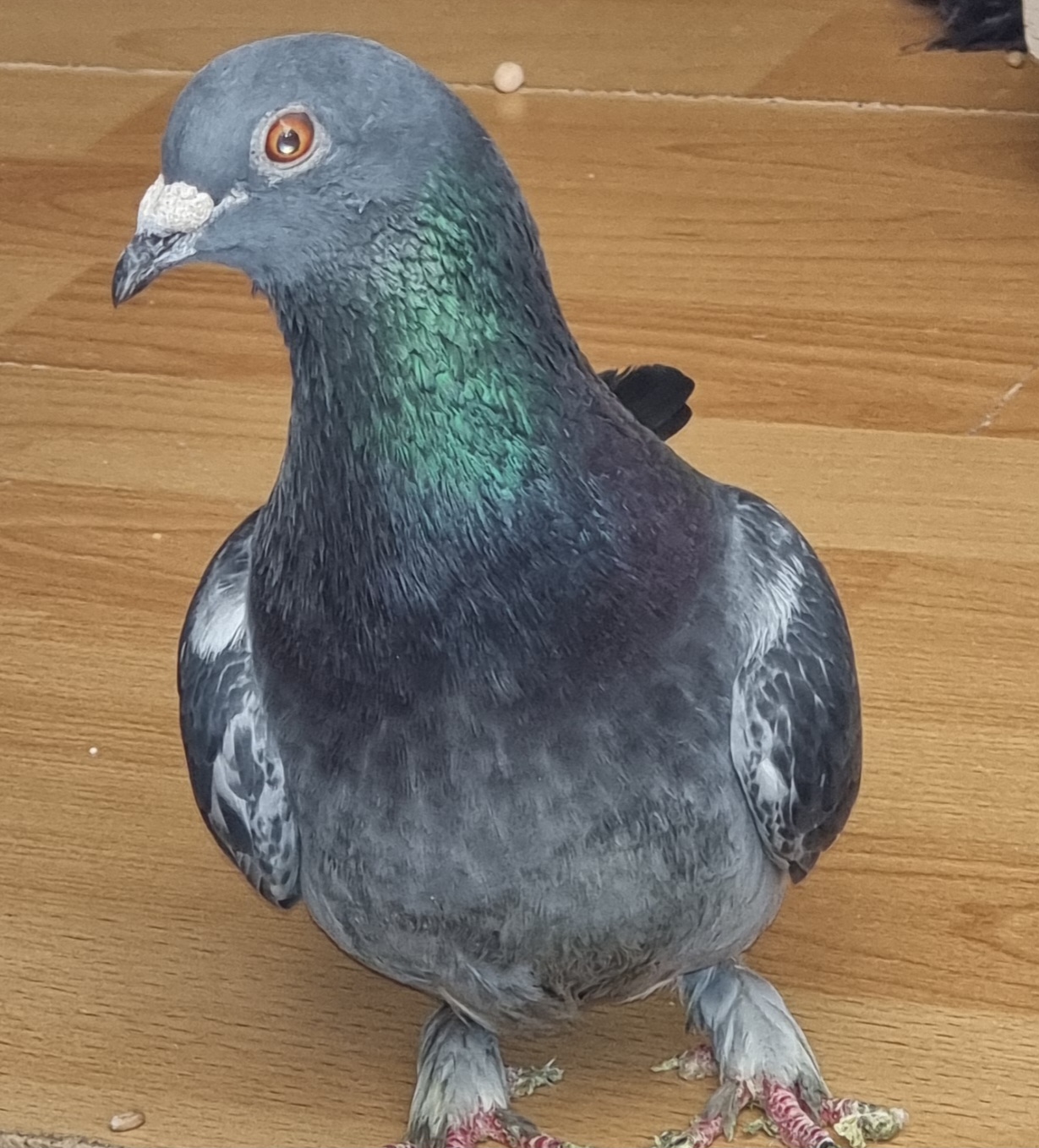 @Flügel & Freunde