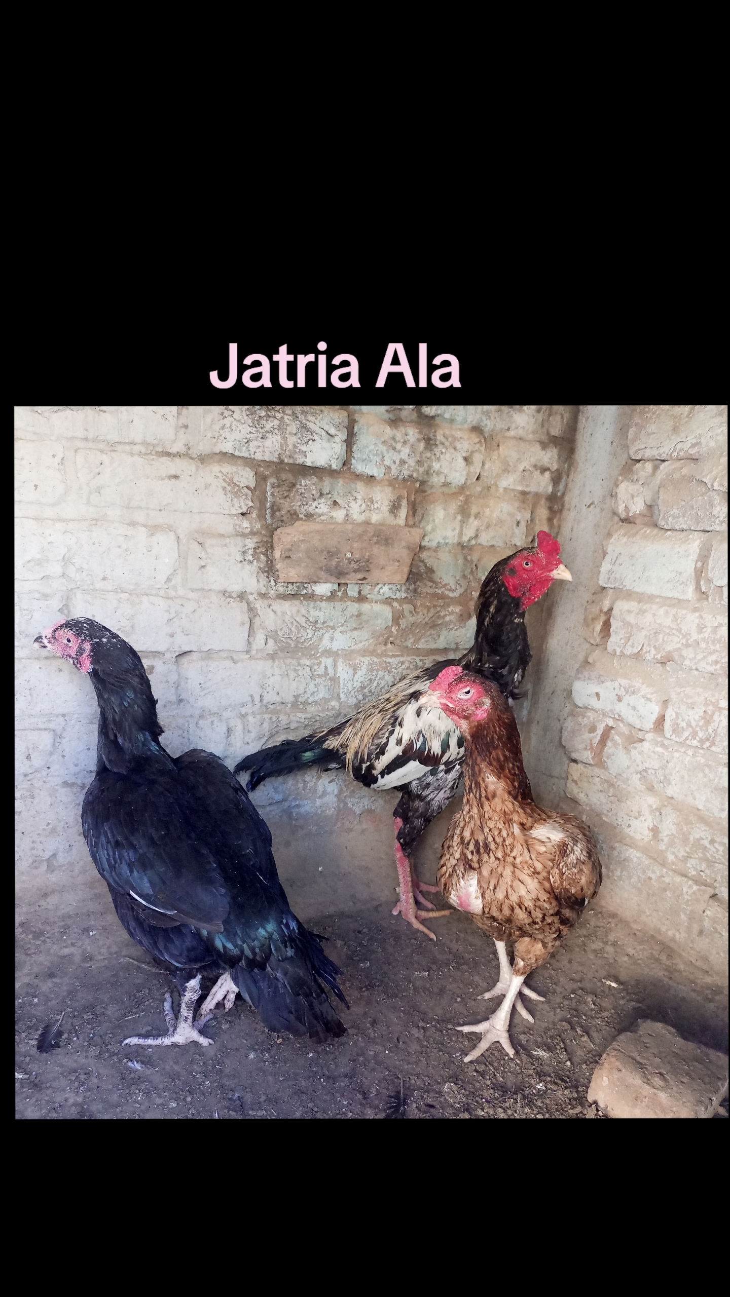 @Ali Jatria