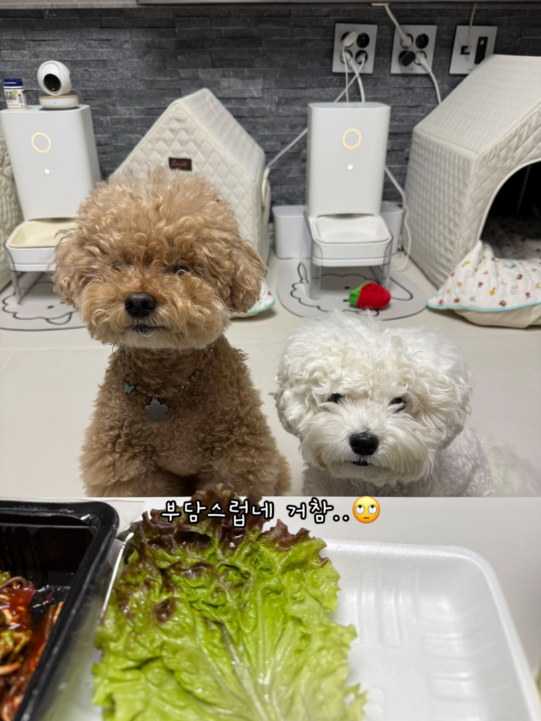 @์ฝ์ฝ๐ถ์กฐ์ด๐ญ์บ๋๐ญ