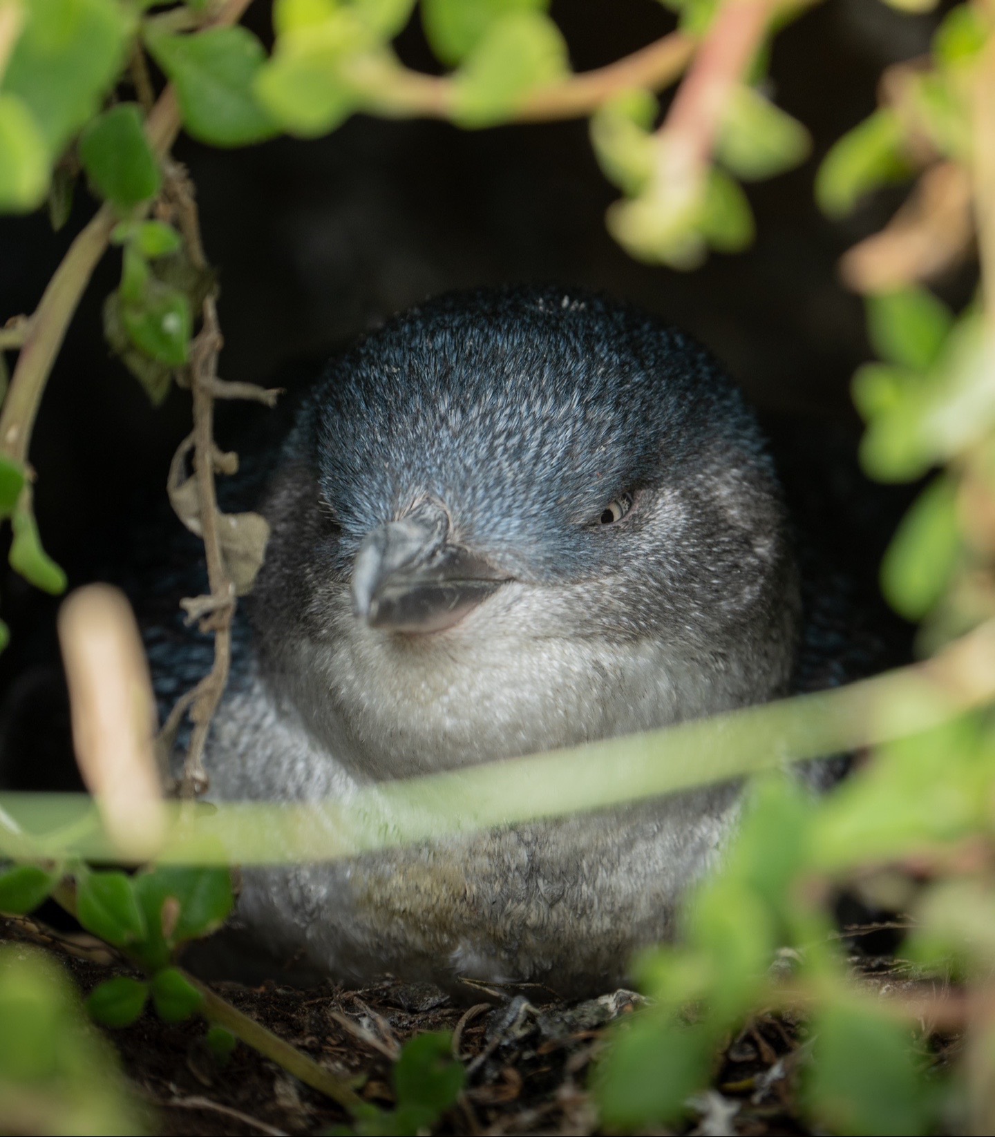 @robinswildlife