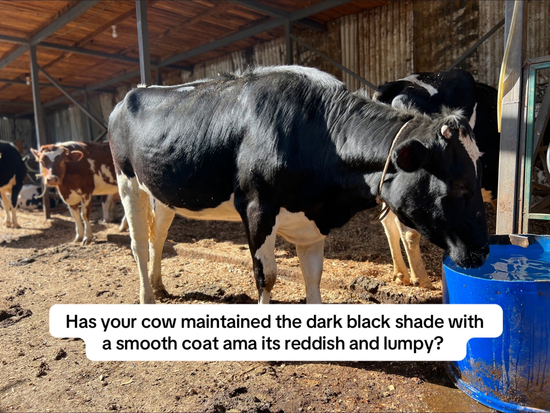 @Dairynetworks