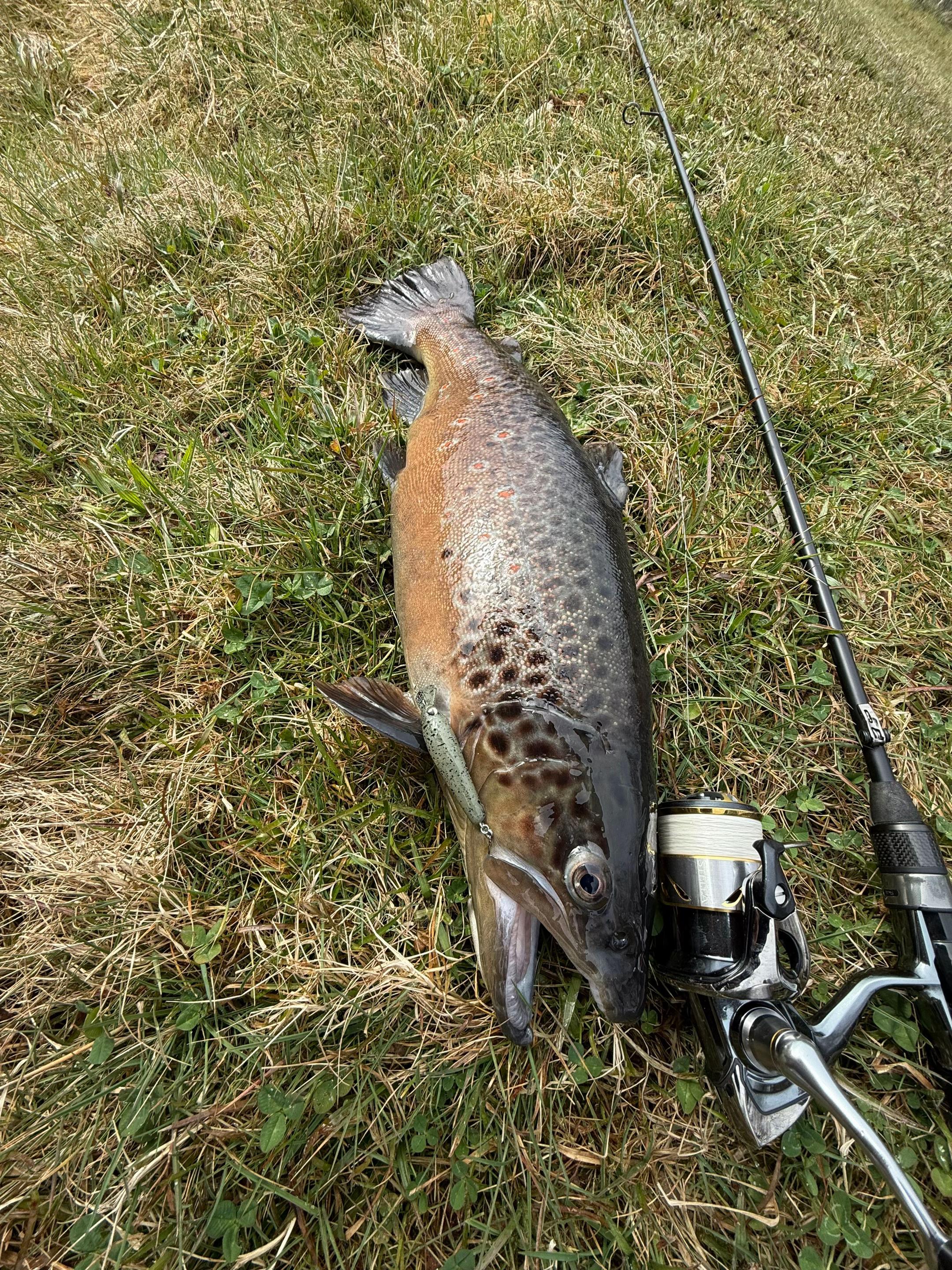 @Fishing_DP