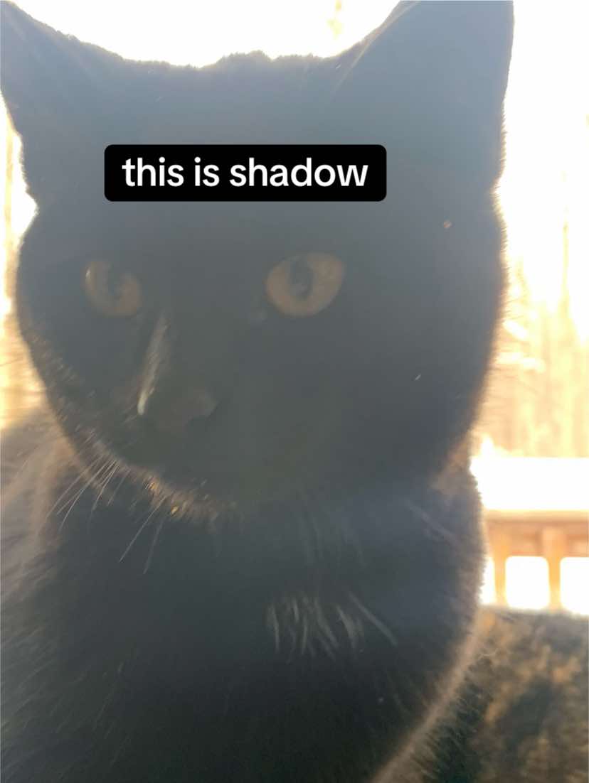 @glitch