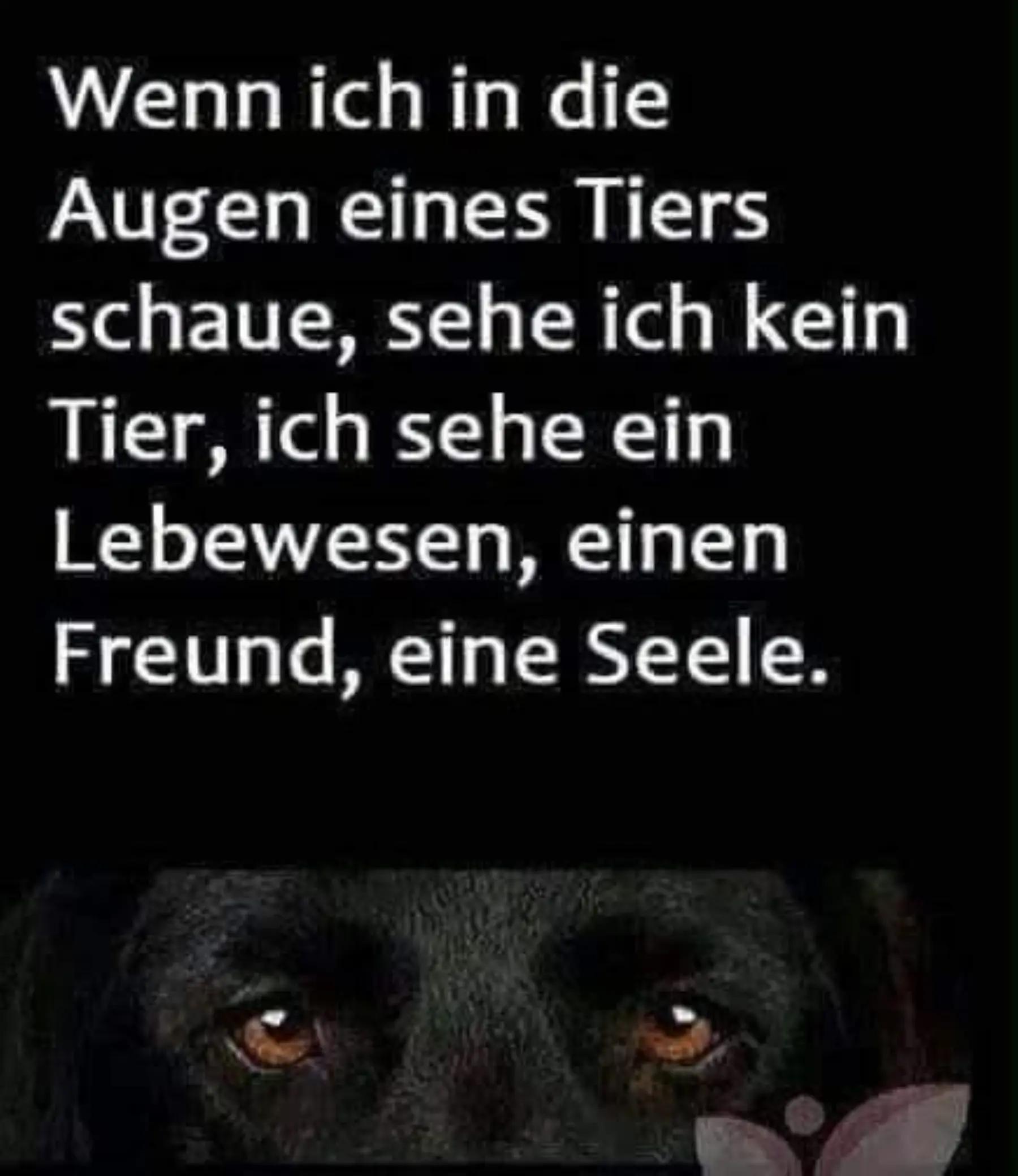@markobittner315