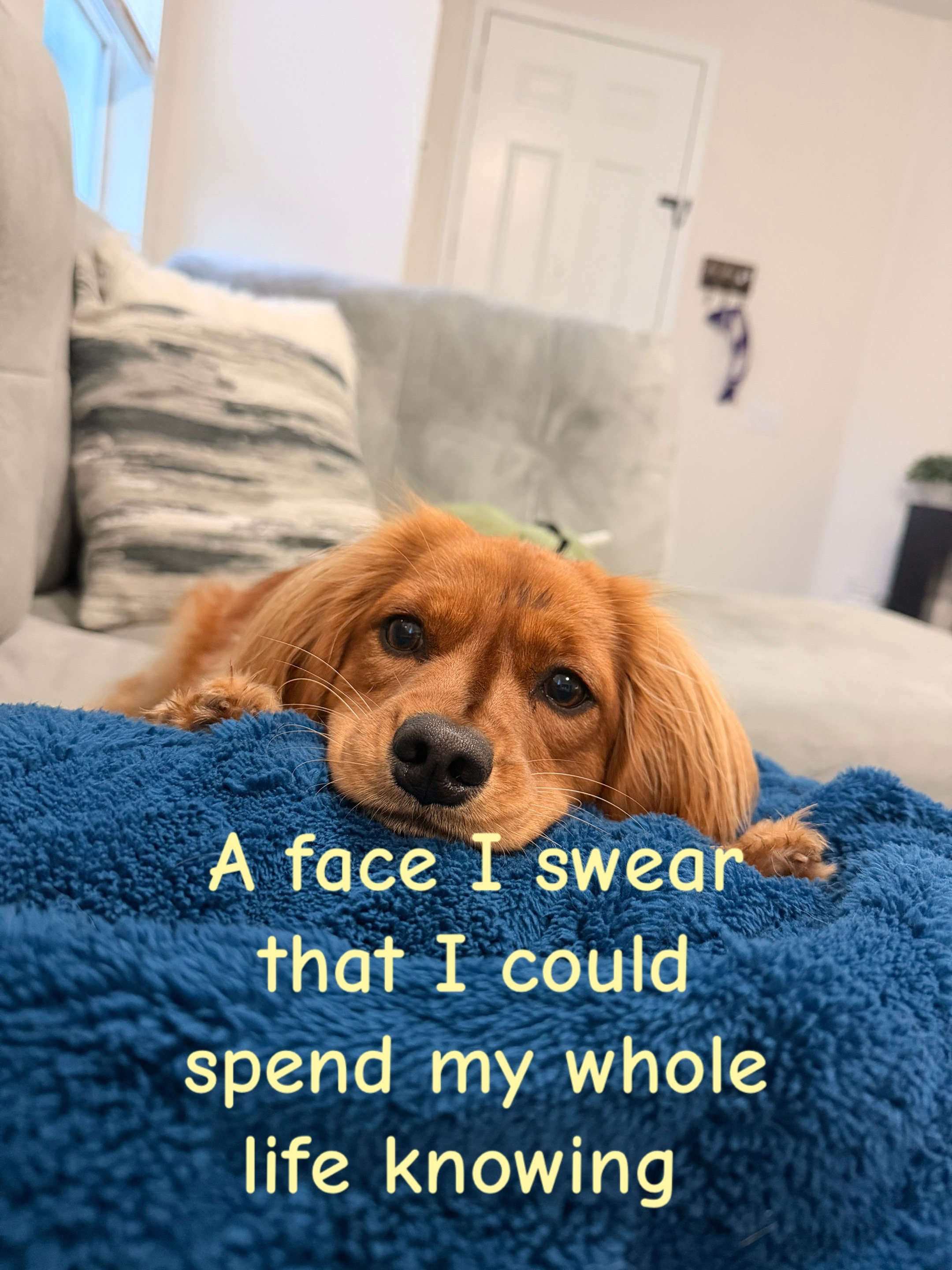 @Sage | Mini Golden Retriever