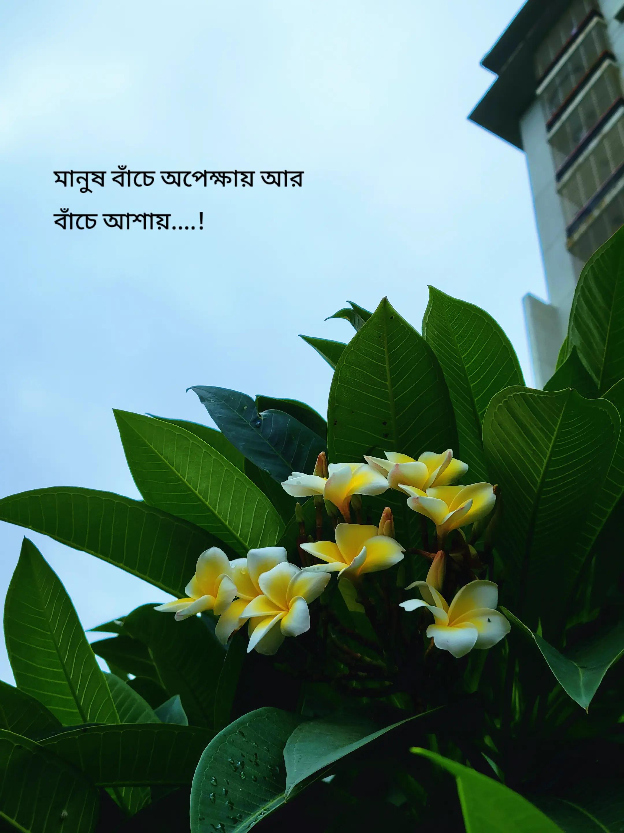 @Nabil