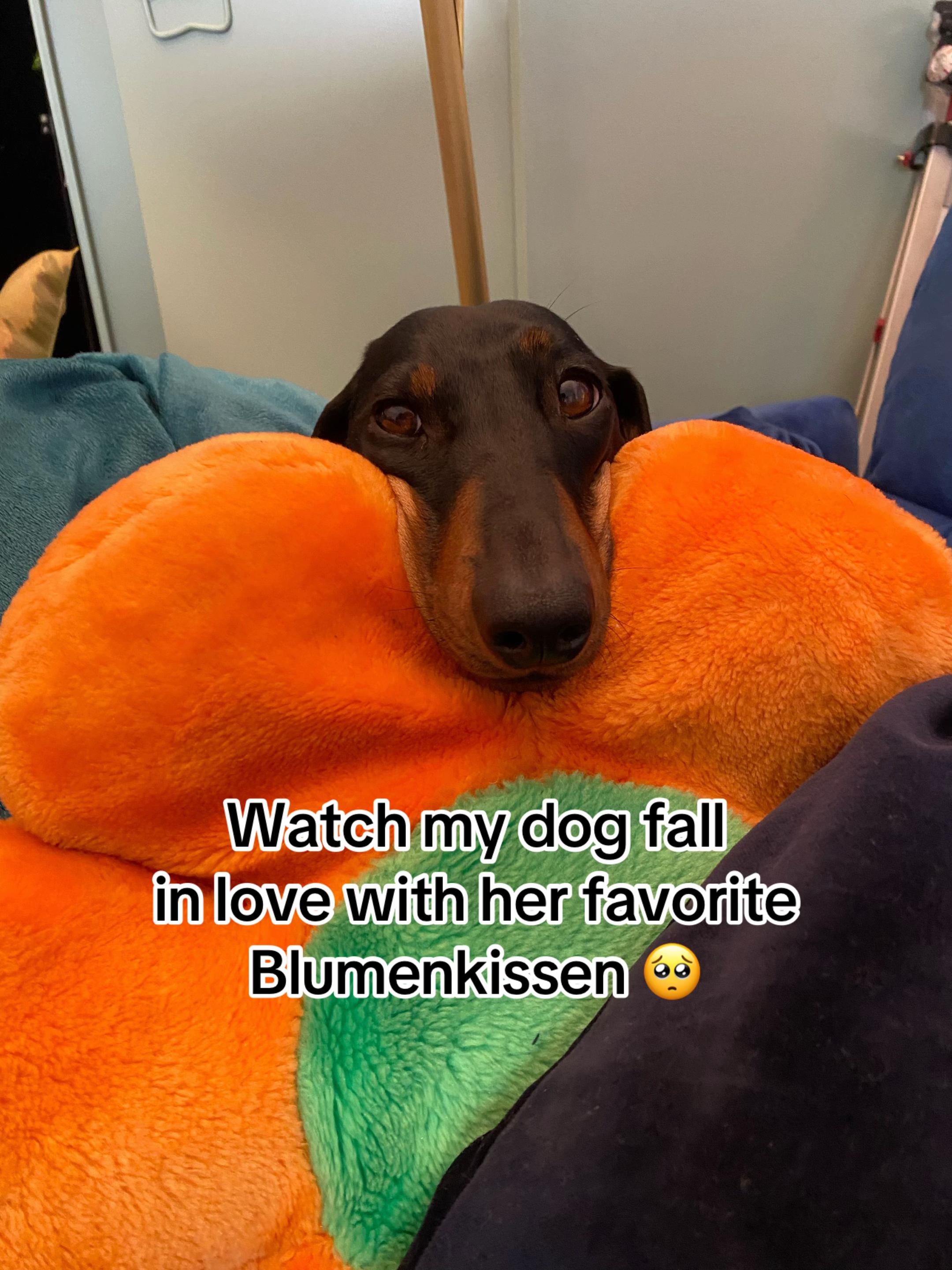@SausagedogMaja