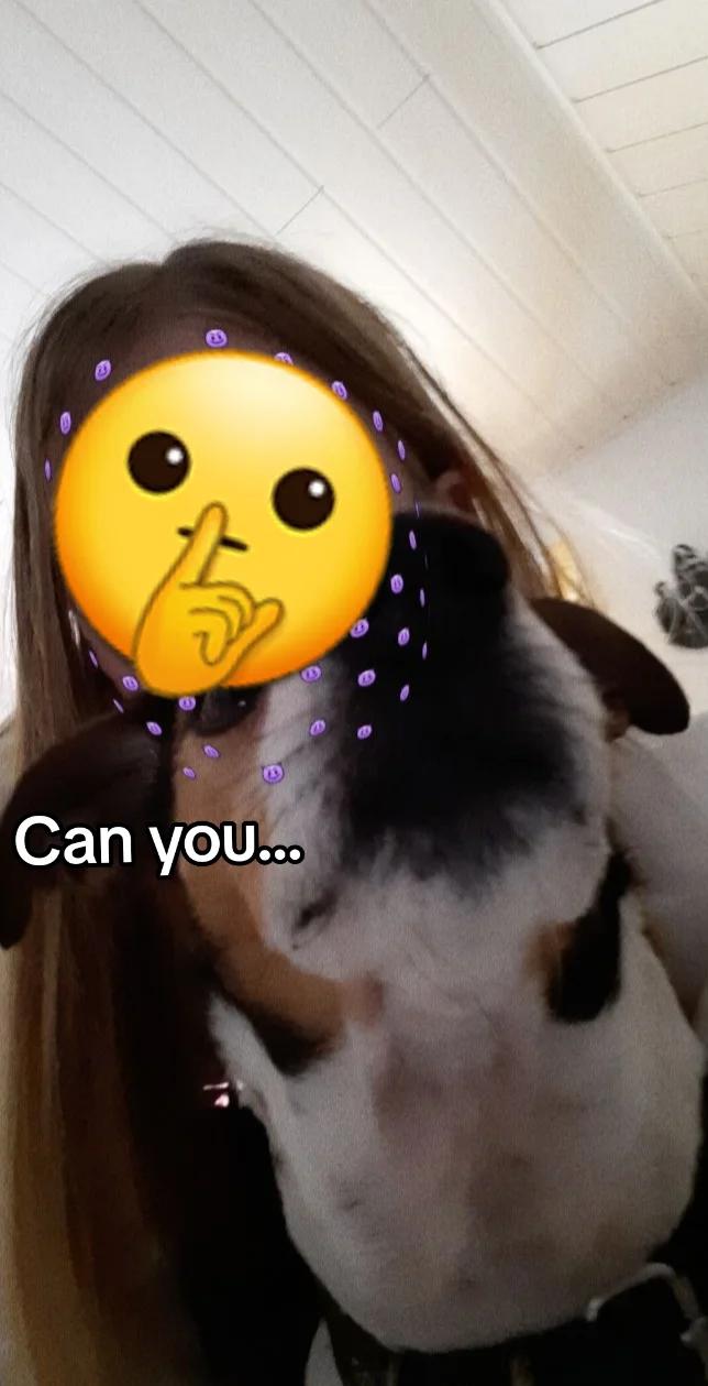 @🐾favourite.dogs🐾