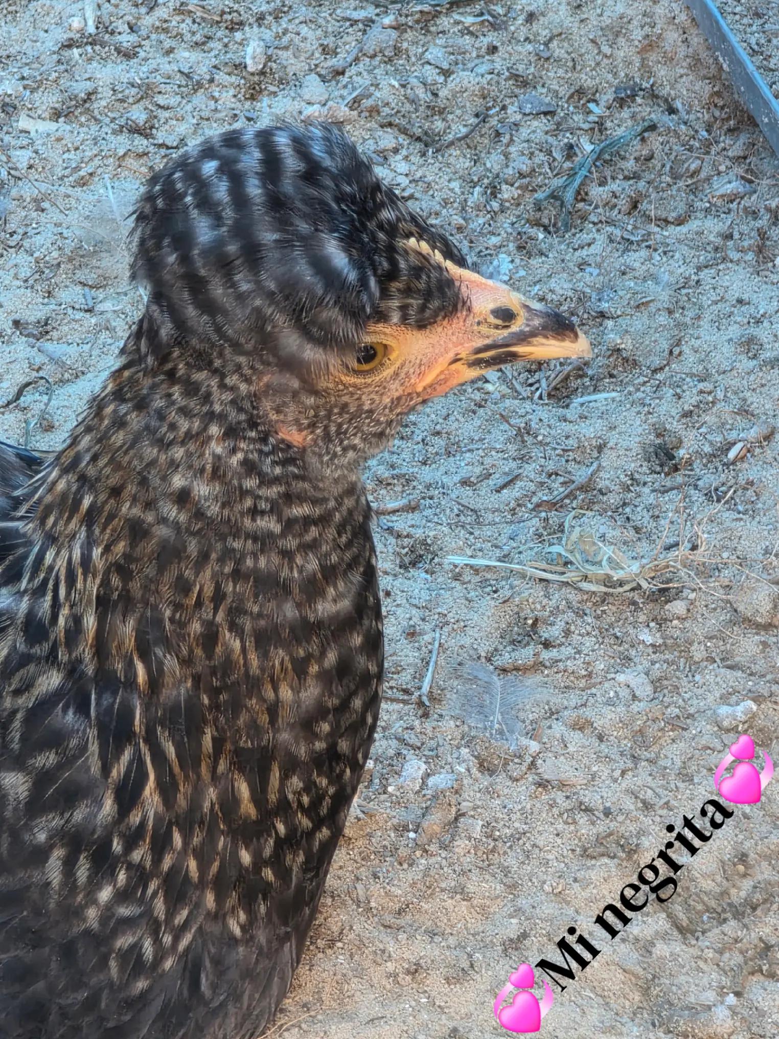 @🦋🇵🇷Mom of Parrots🇵🇷🦋