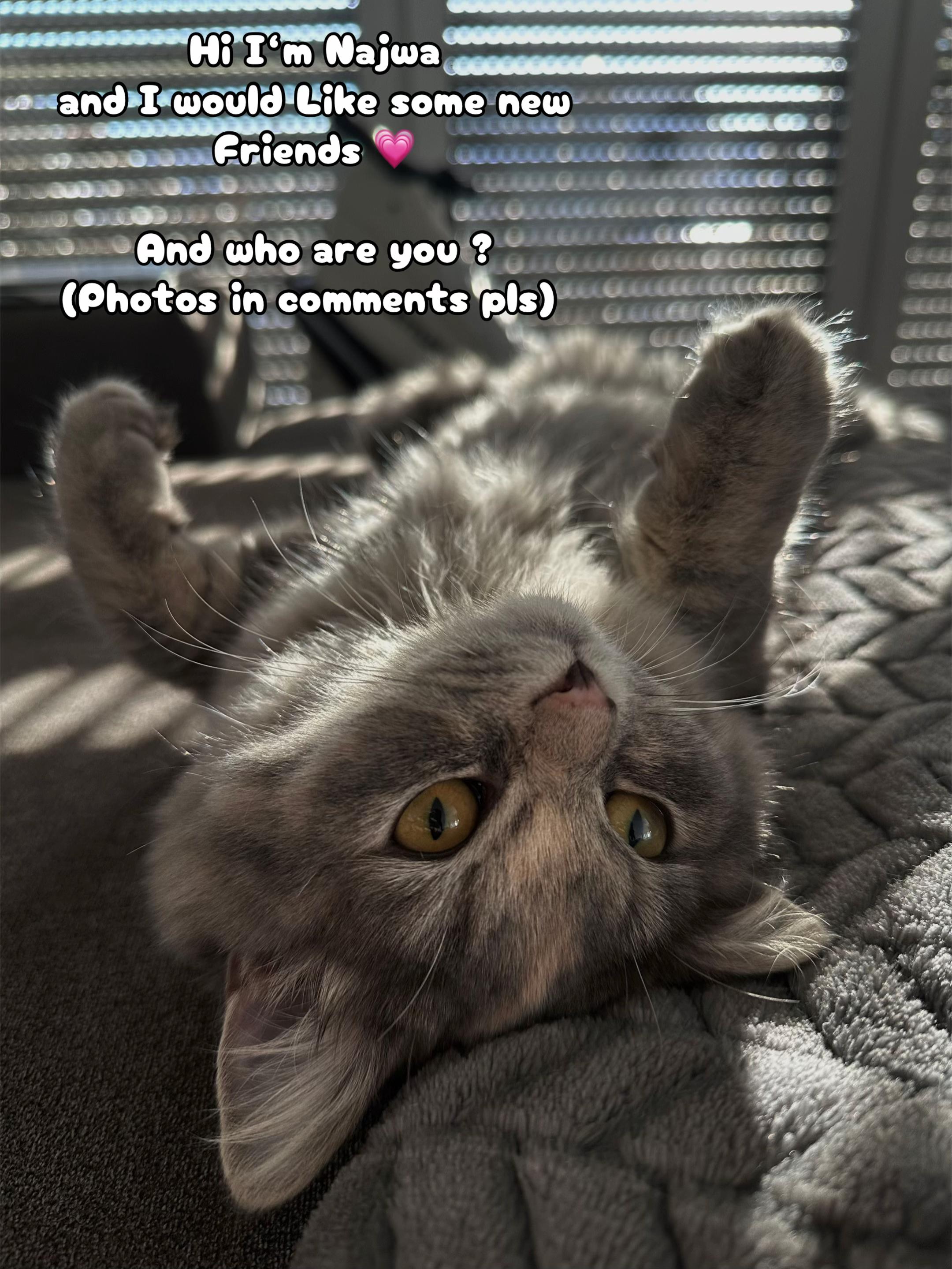 @Perla and cats