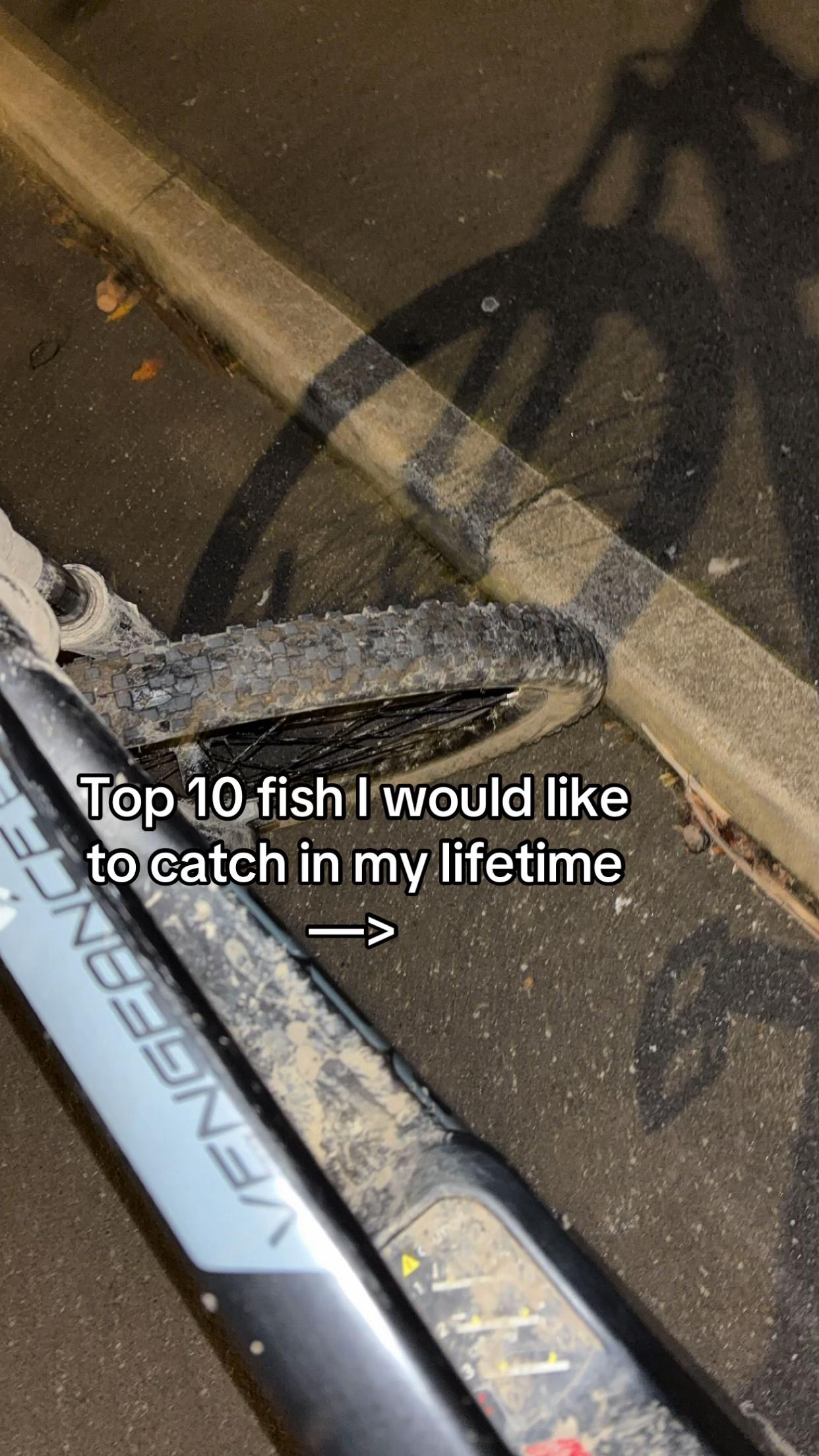@The Catch🎣