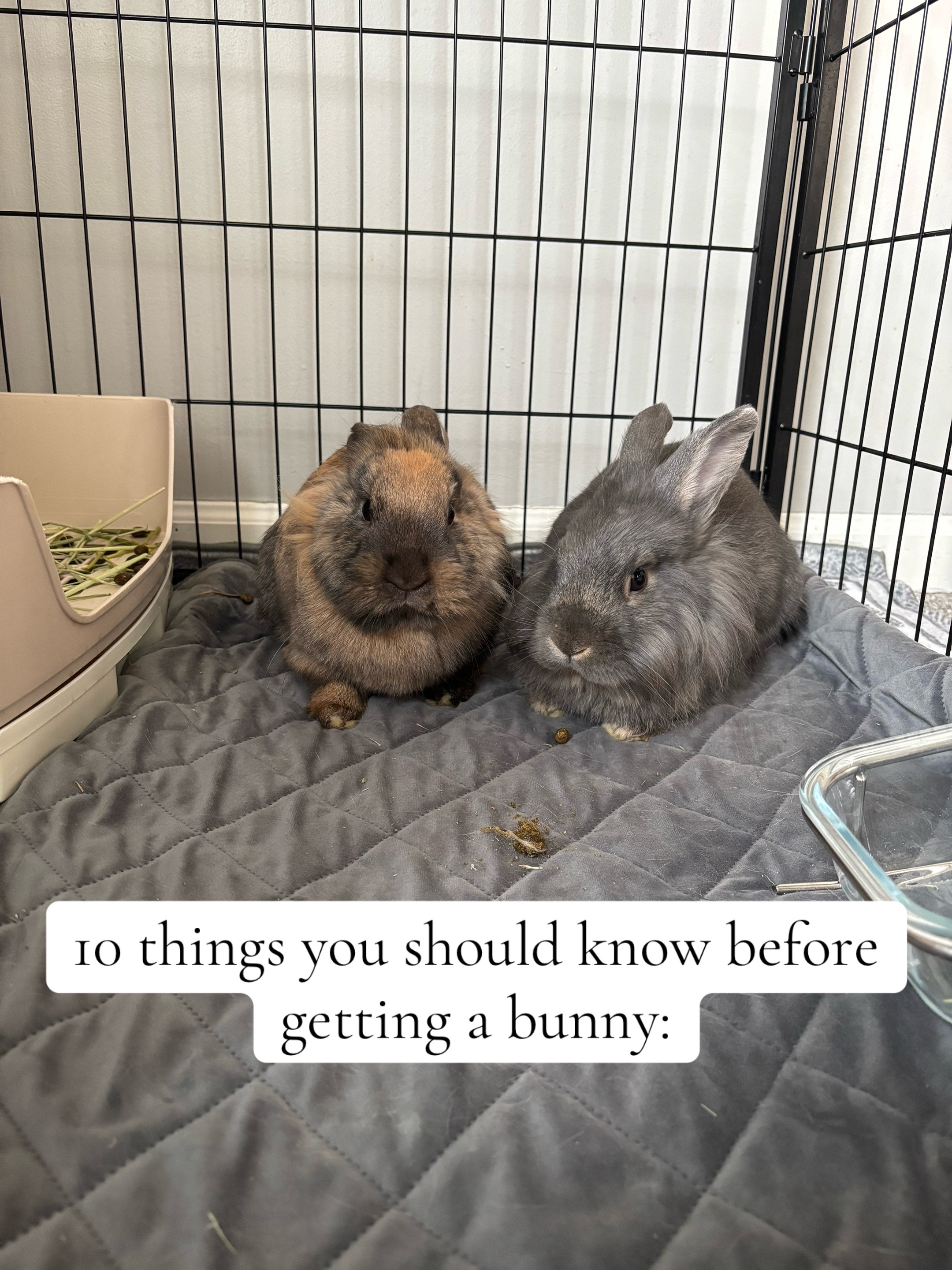 @bunbun & binky