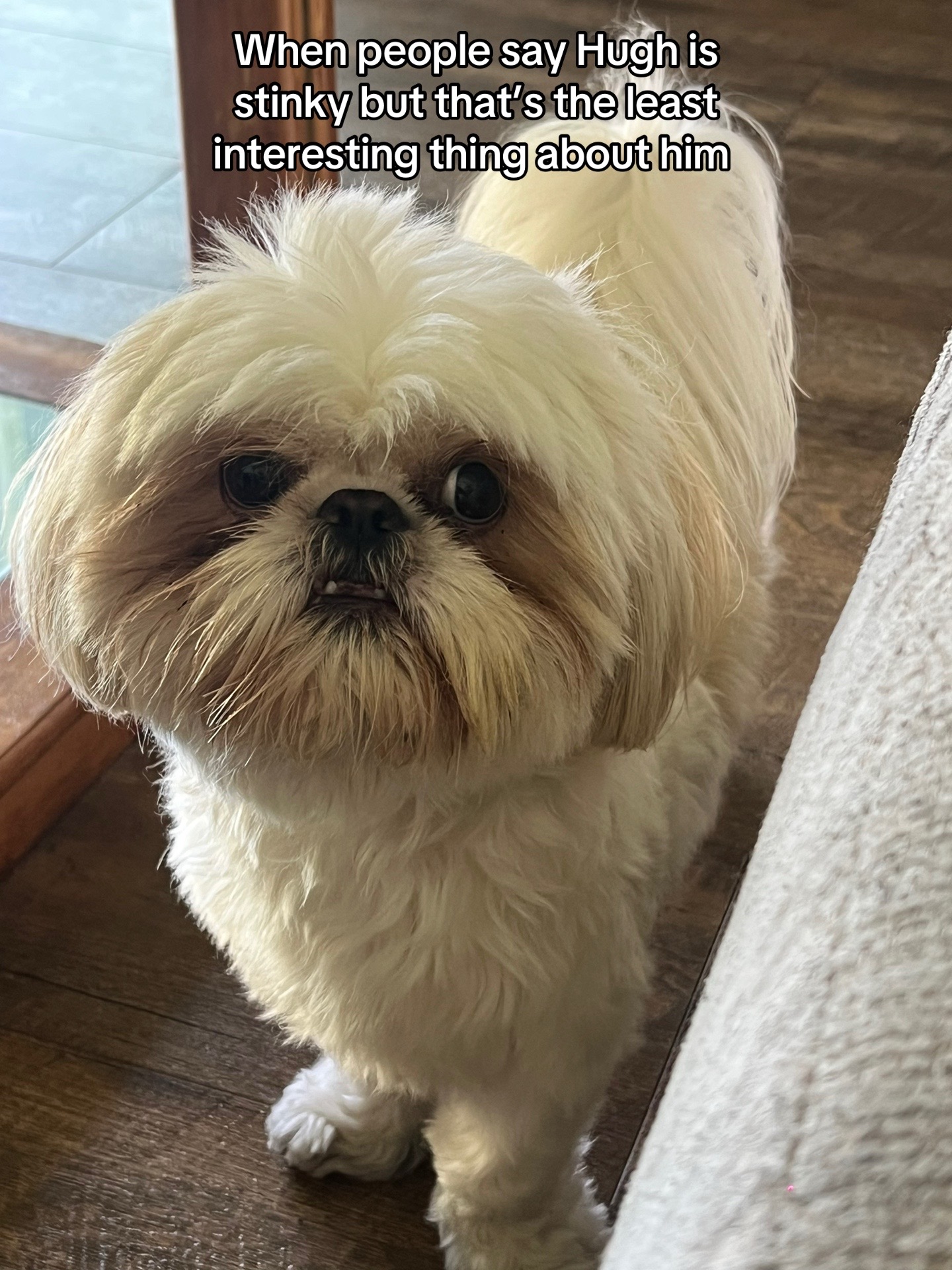 @Hugh the Shih Tzu