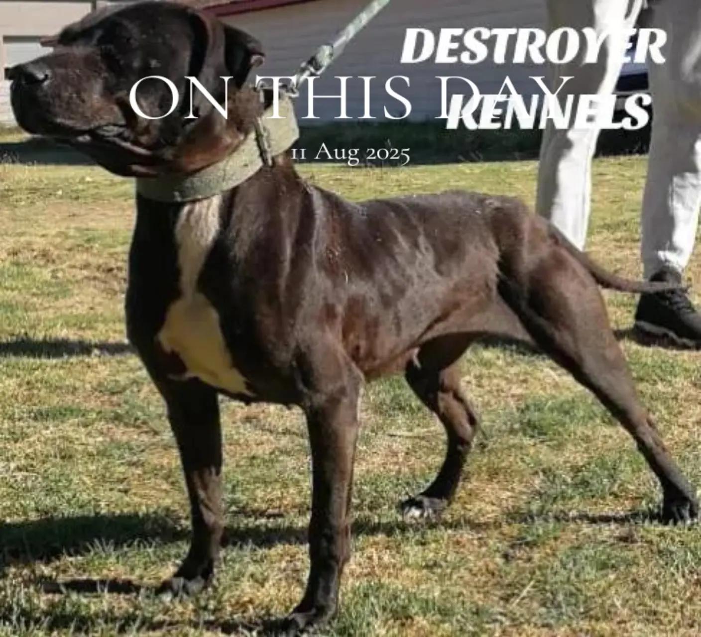 @SAAPBT_GAMEDOGS