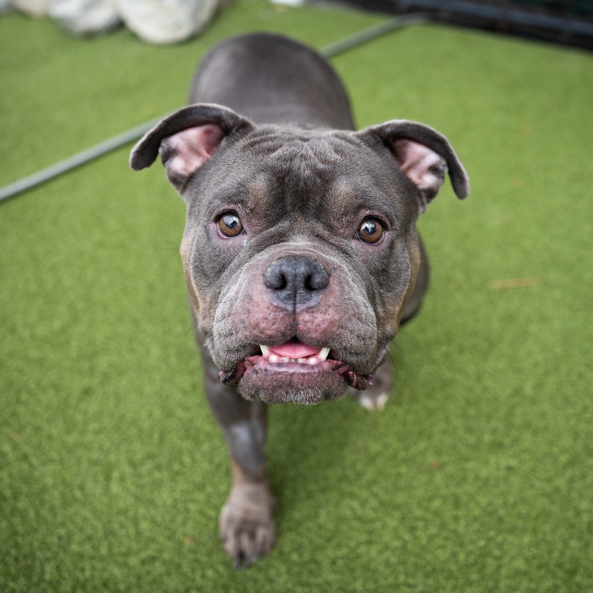 @The Dogist