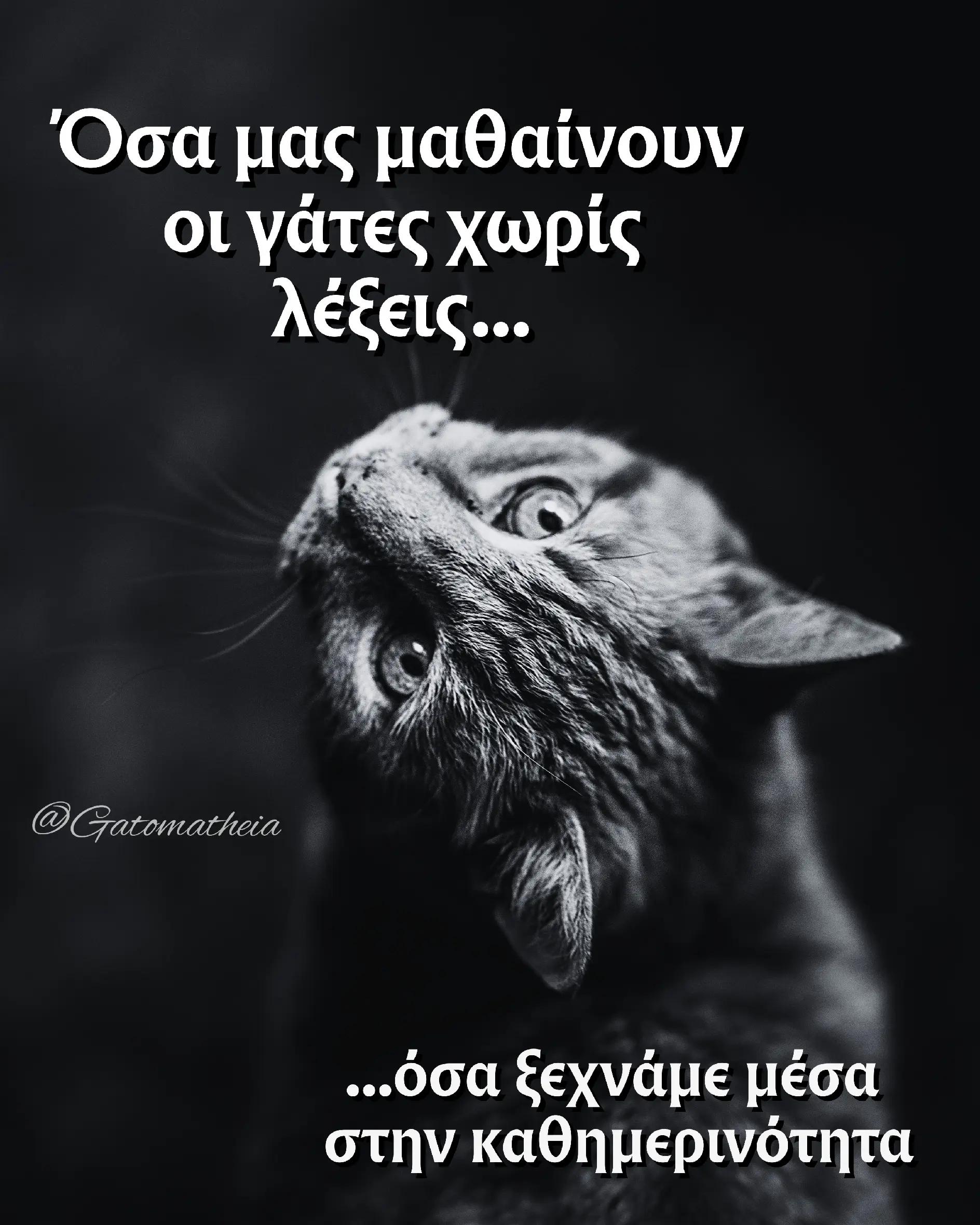 @Γατομάθεια