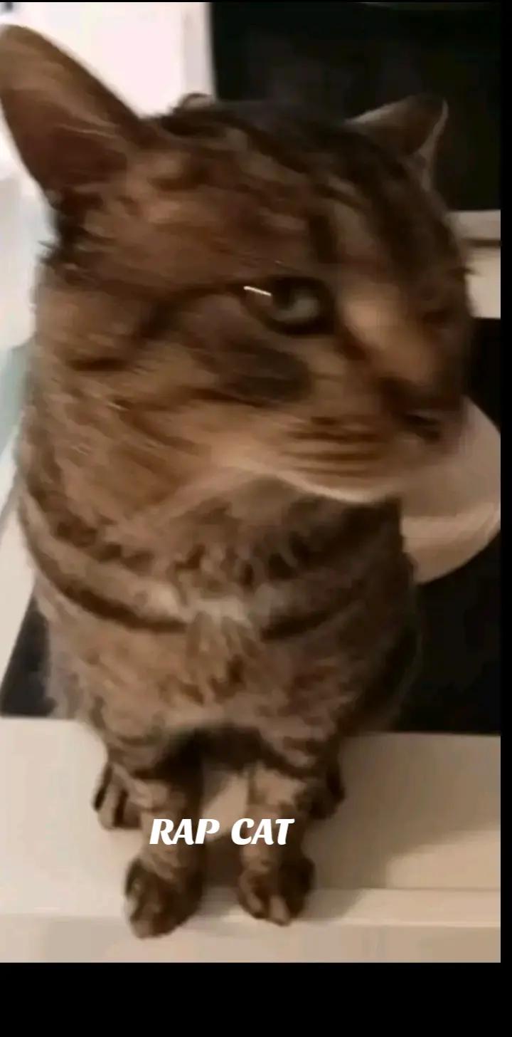 @RAP CAT