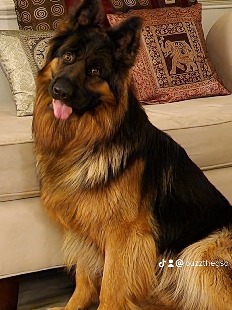 @Buzz the German Shepherd