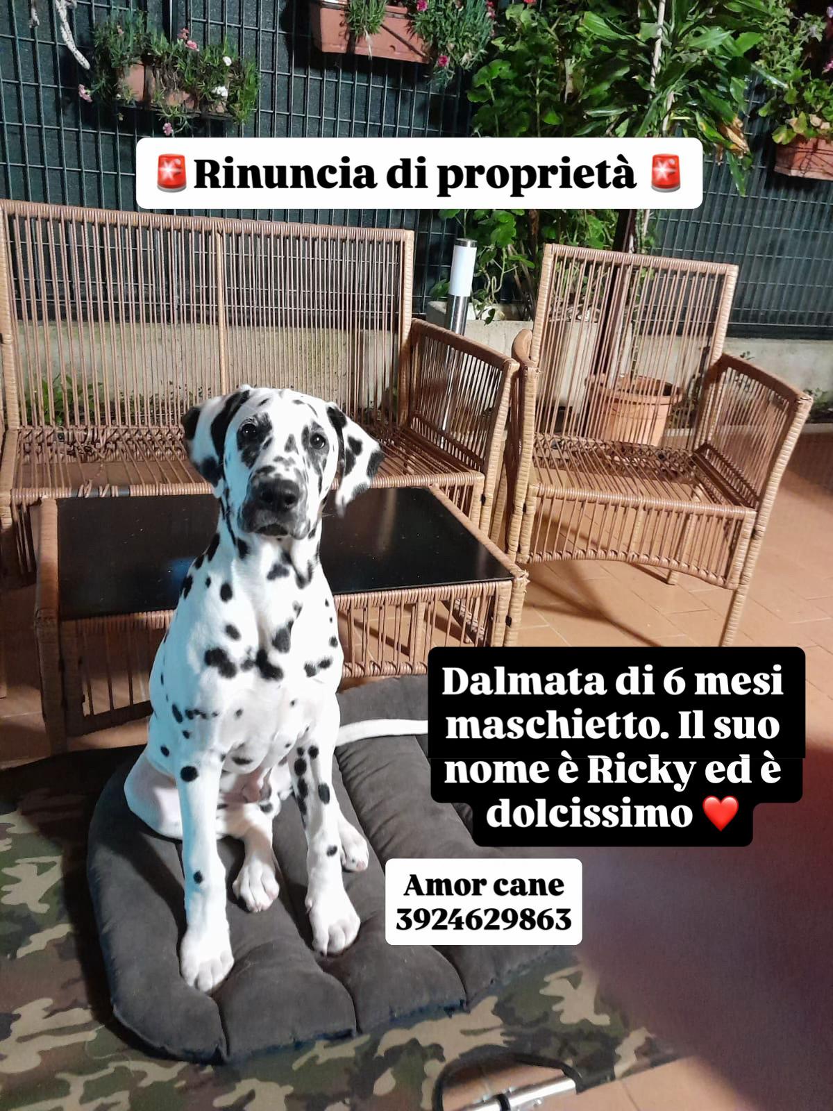 @Amor cane