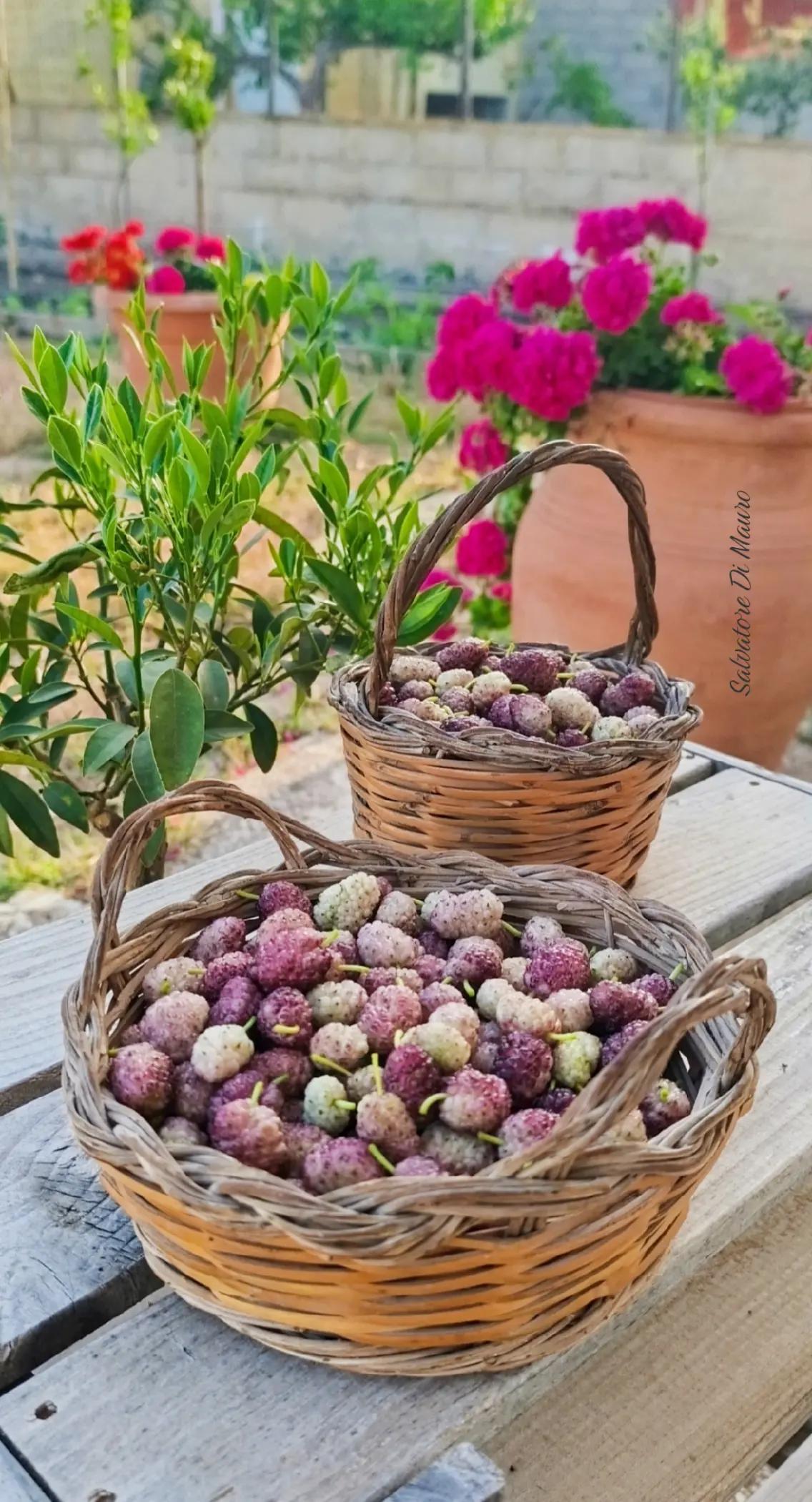 @Salvatore Di Mauro