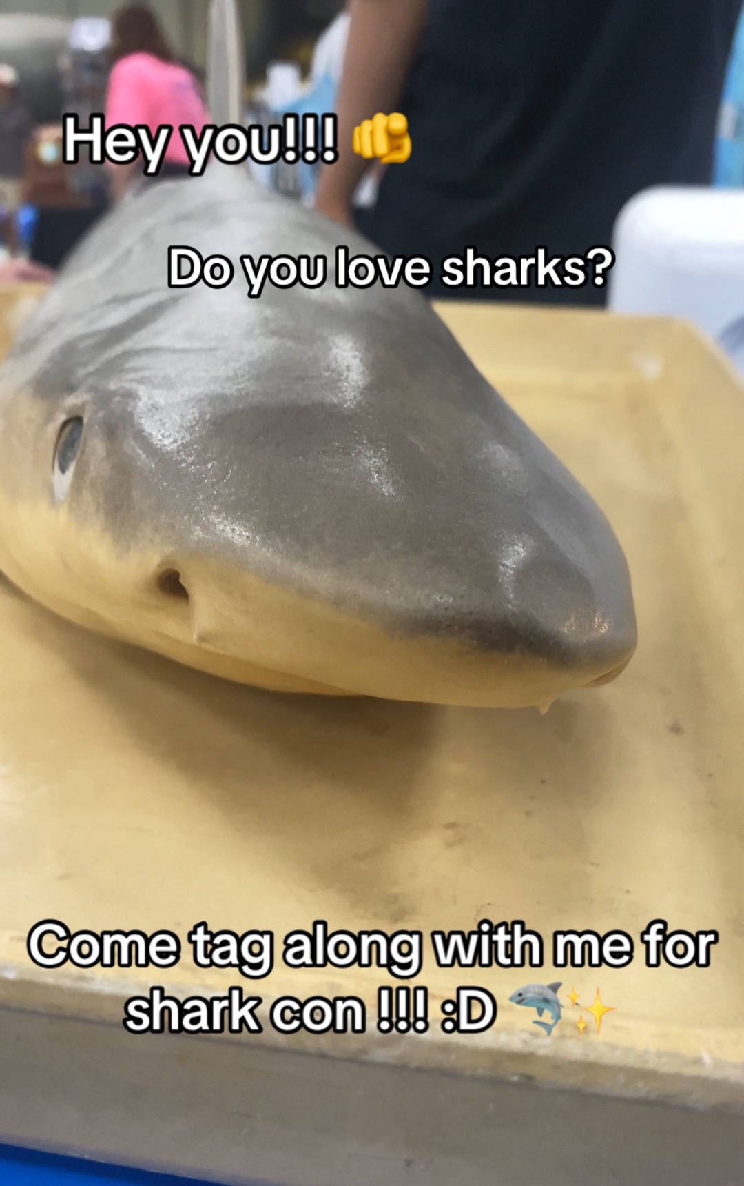@Sada! 🦈🫧🪸