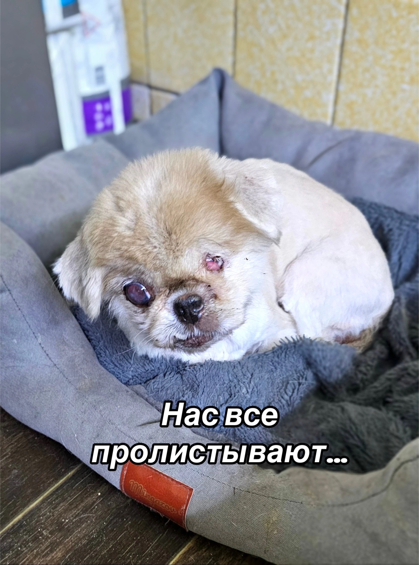 @Приют Потеряшка