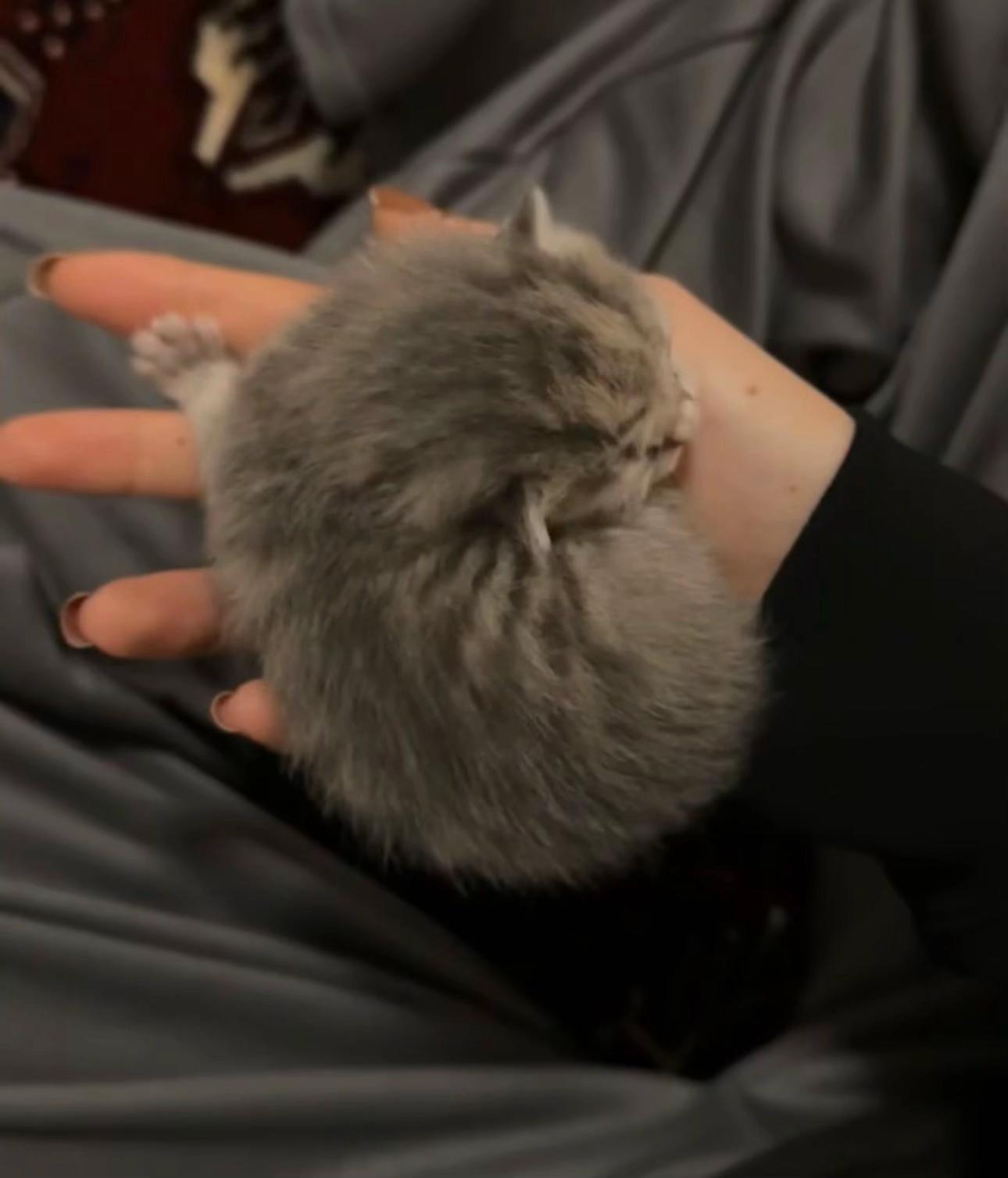 @katze