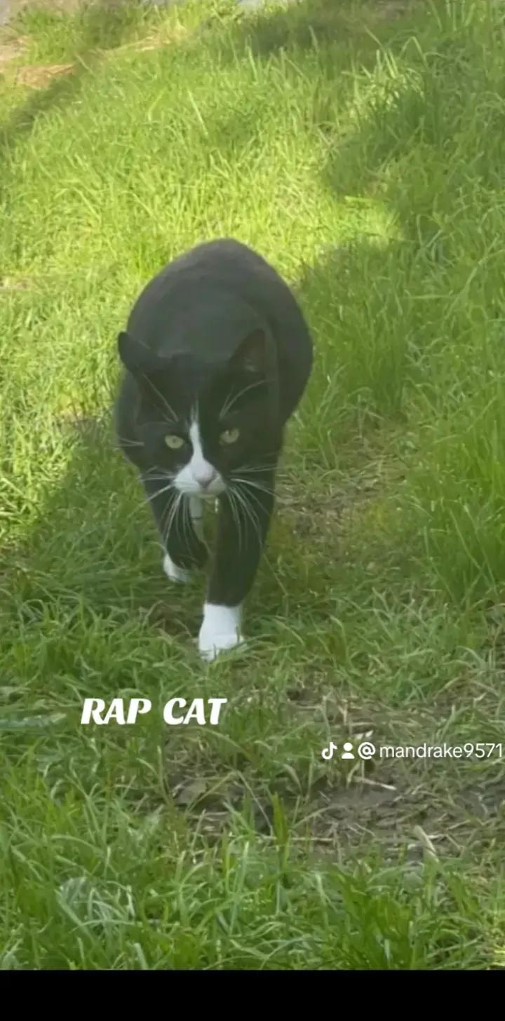 @RAP CAT