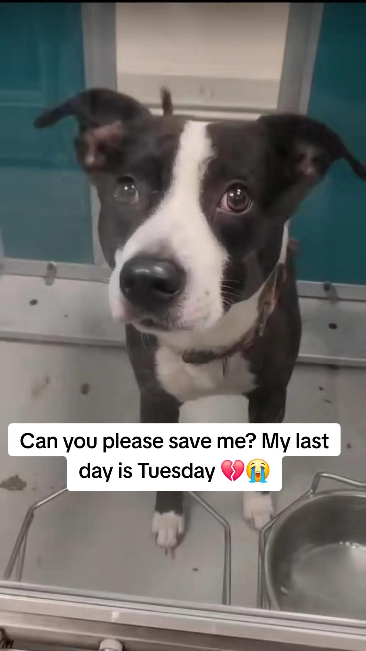 @adoptabledogsofmiami