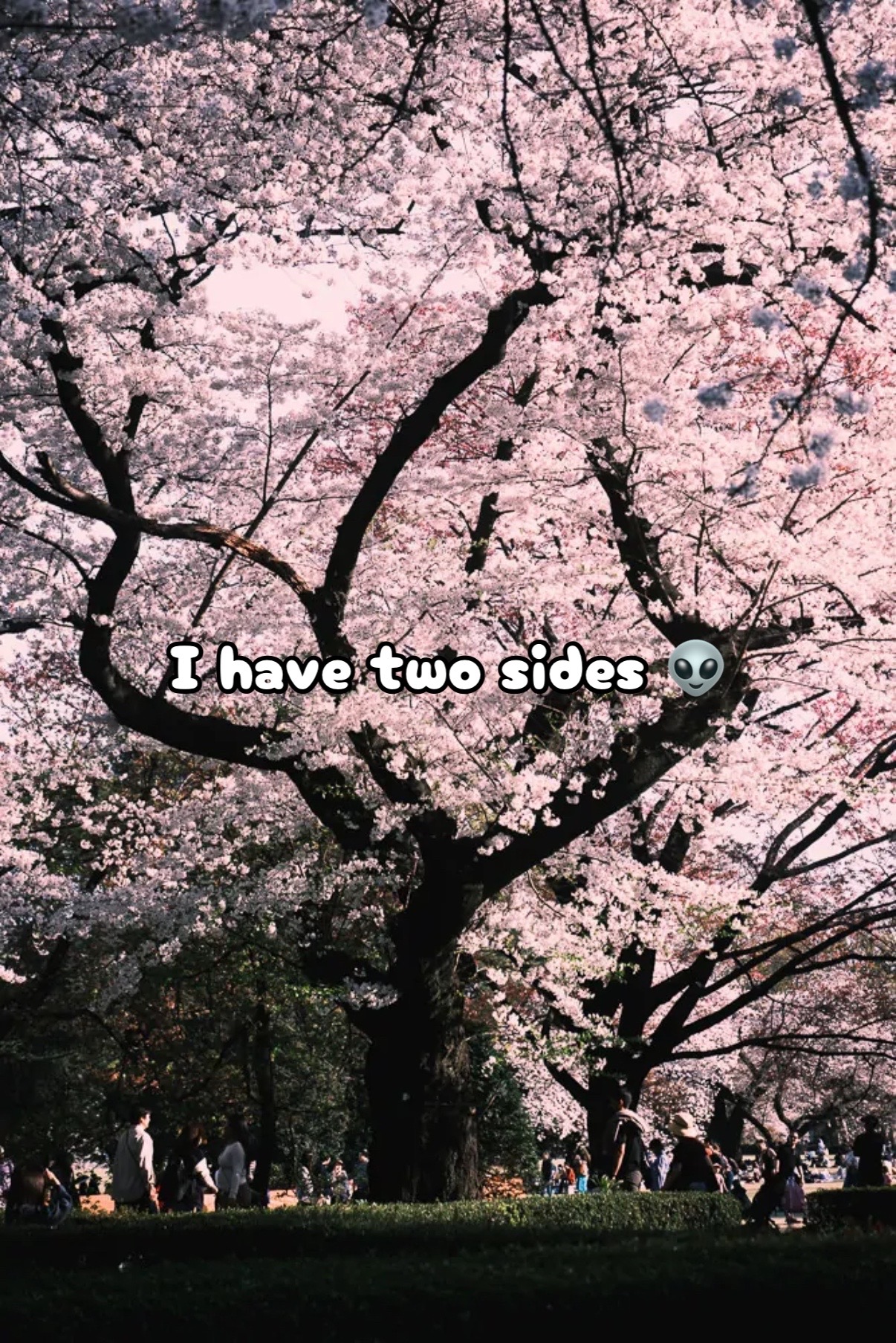 @𝐍𝐚𝐭𝐞 ۶ৎ