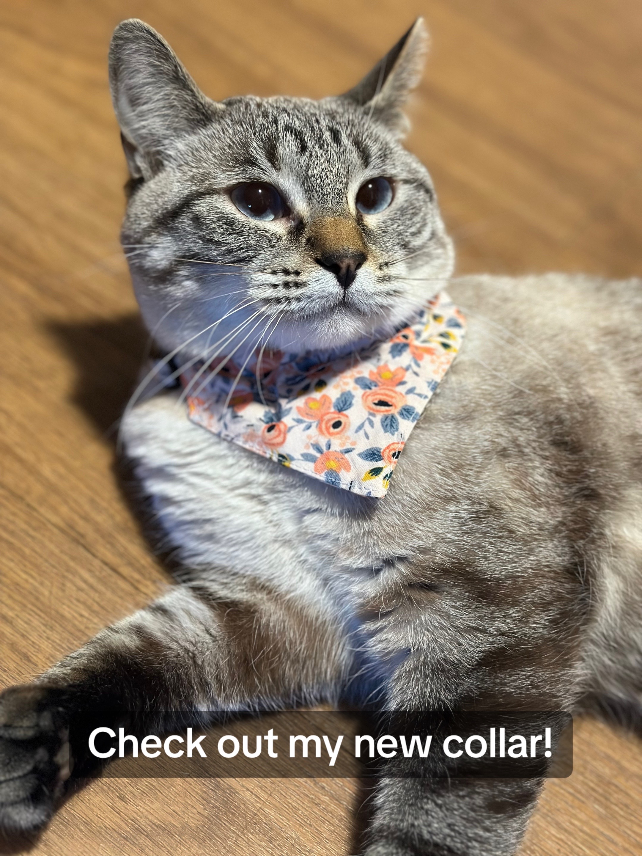 @willowthecollegecat