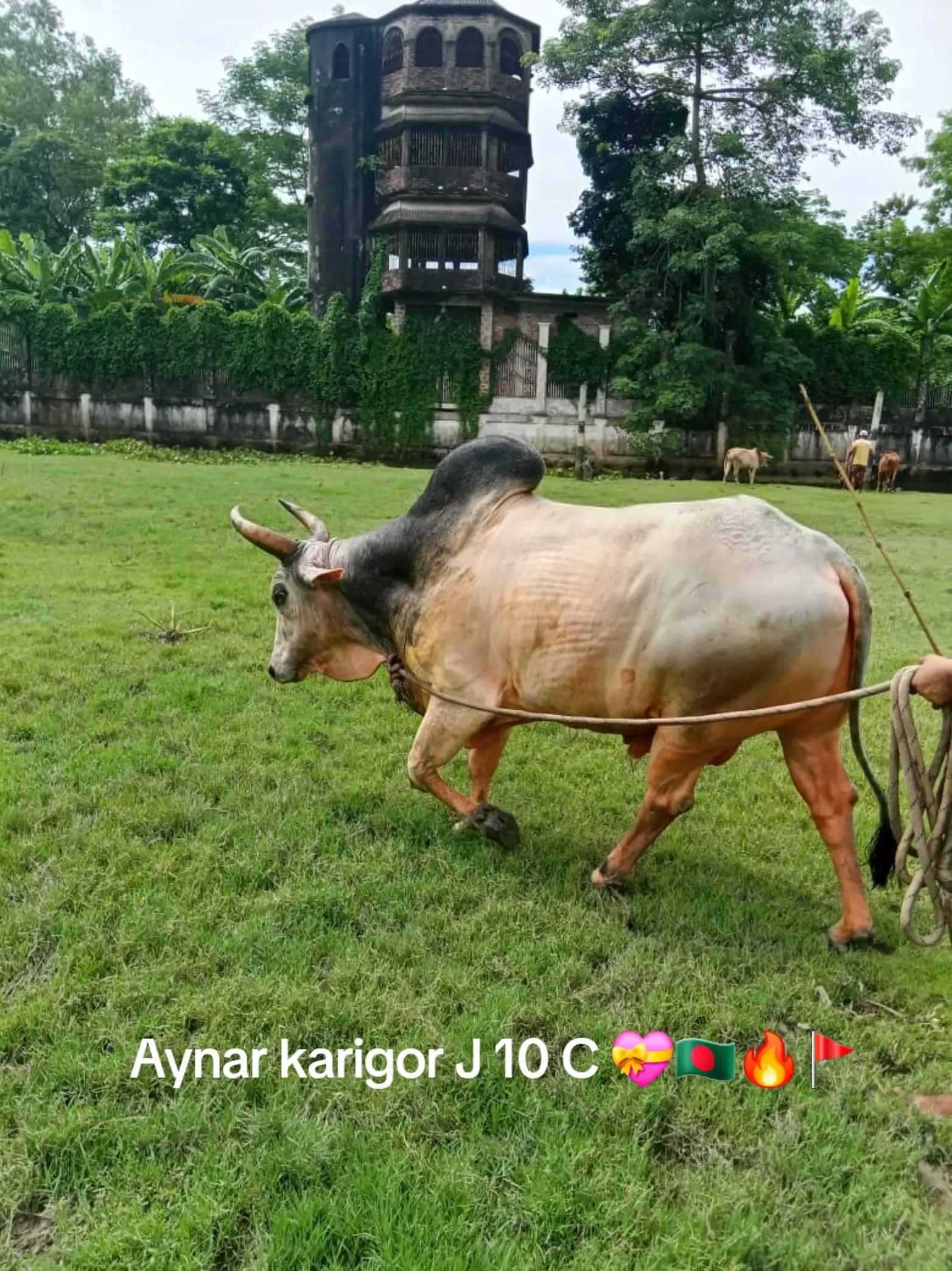 @Aynar karigor đ§đ¤