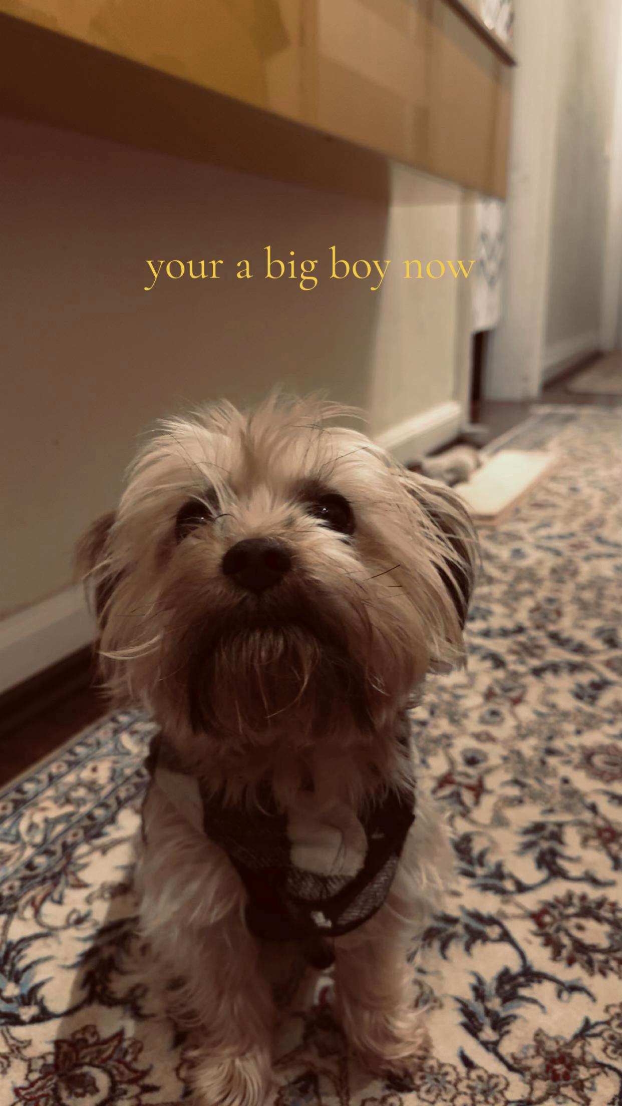 @𝒂