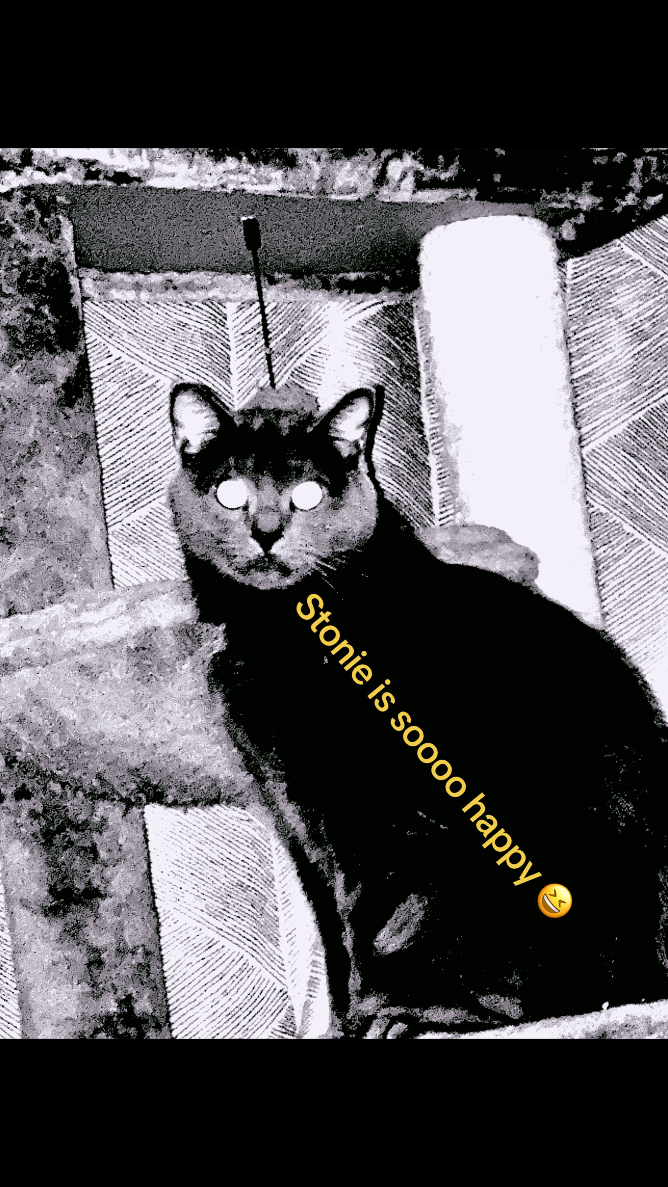 @PurrTayto