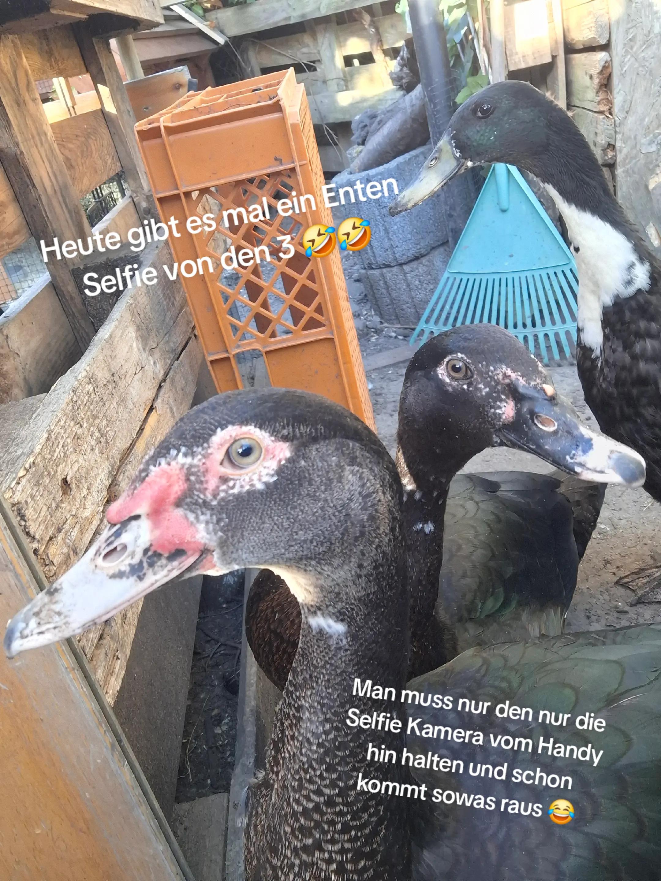 @Blacky,s Entenwelt