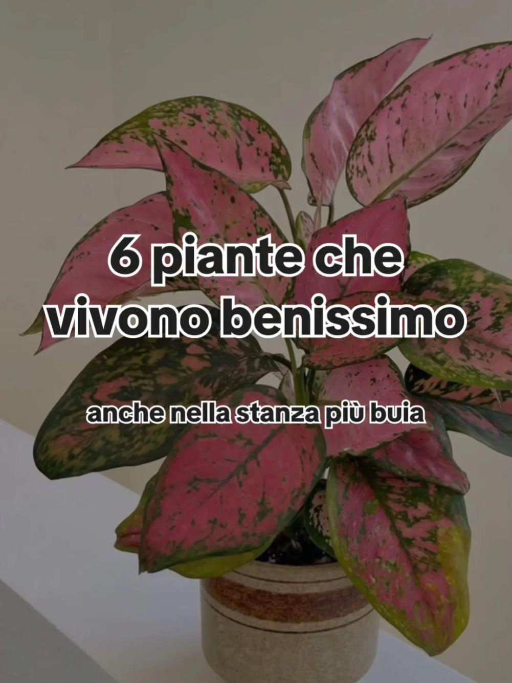 @Anna.dsantis