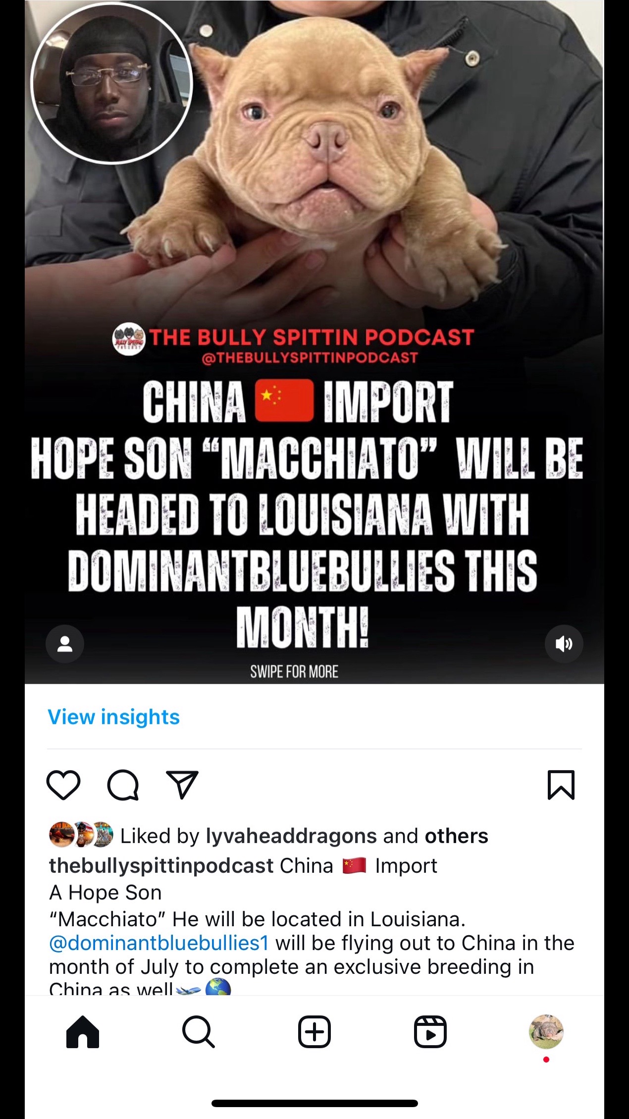 @dominantbluebullies