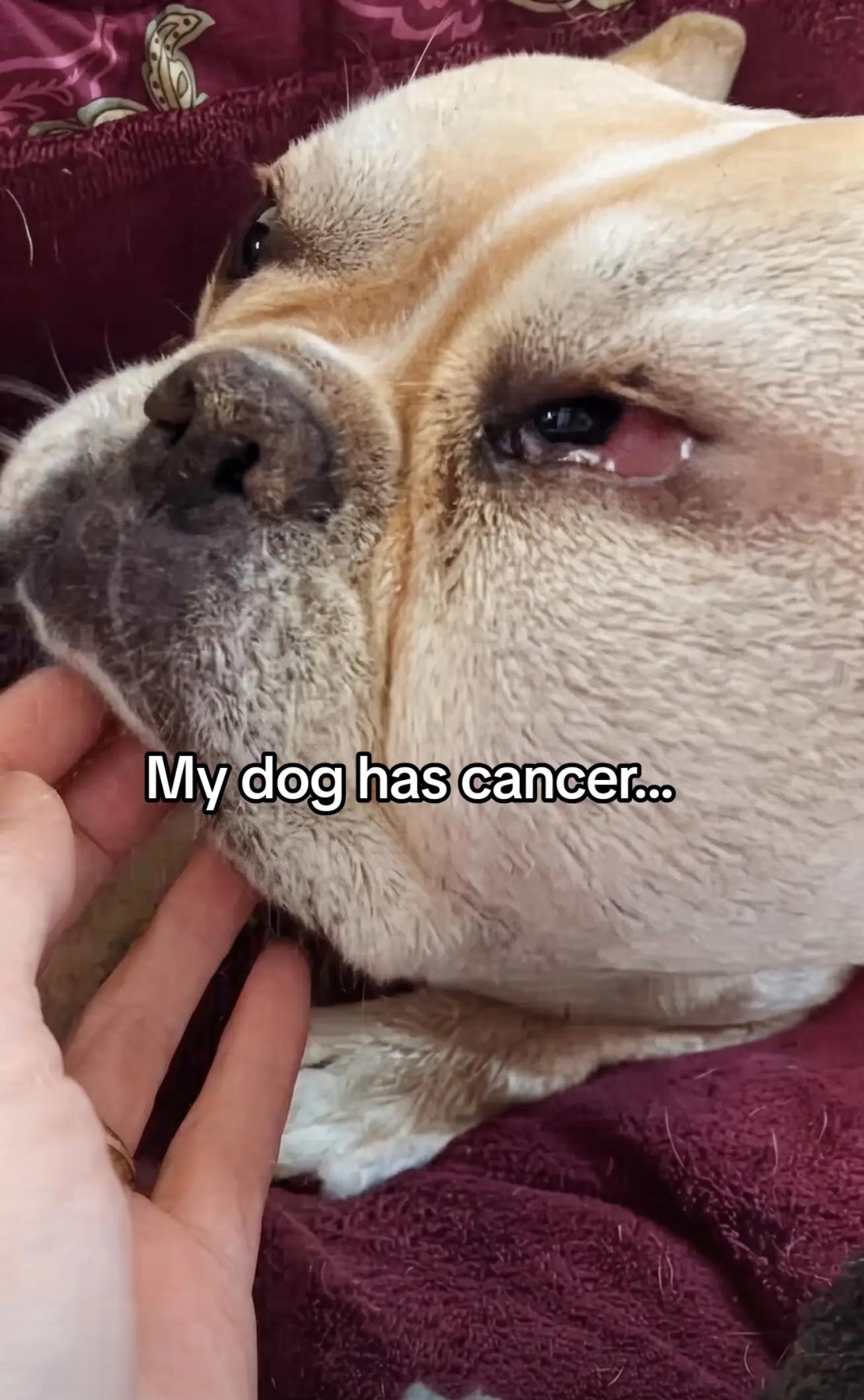 @CancerFighterPup