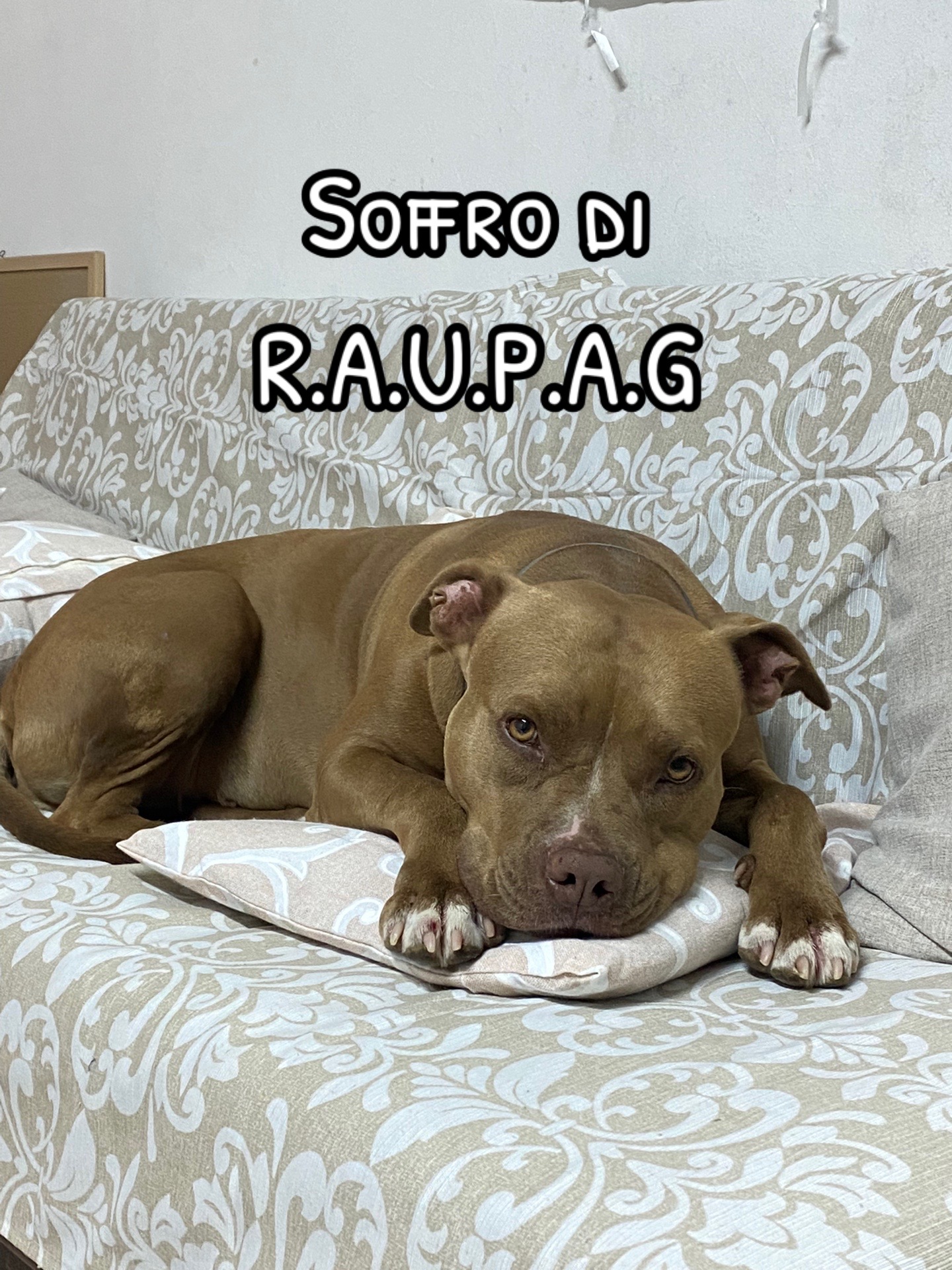 @Dea 🐾