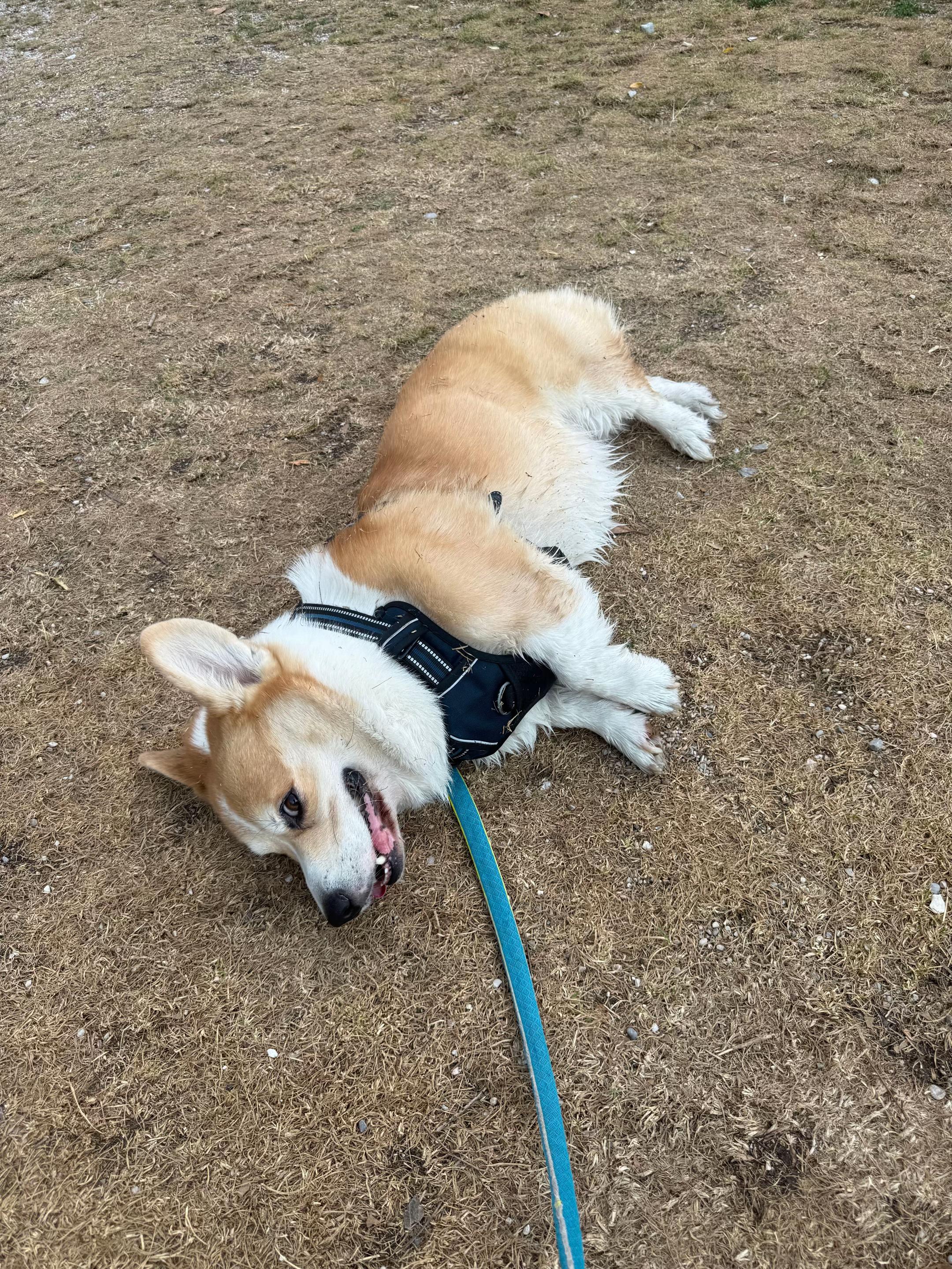 @Cheddar the Corgi