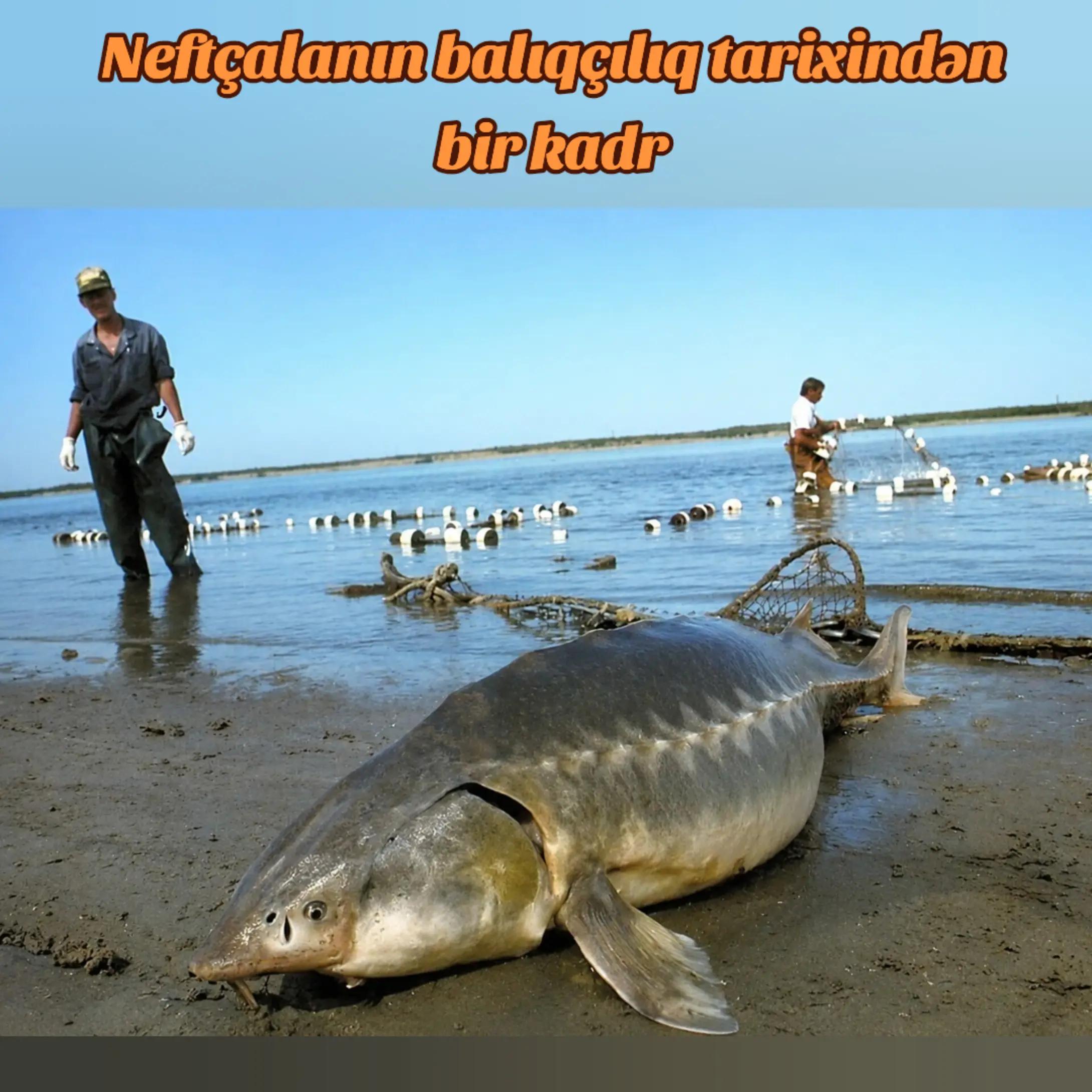 @Bizim_Neftçala